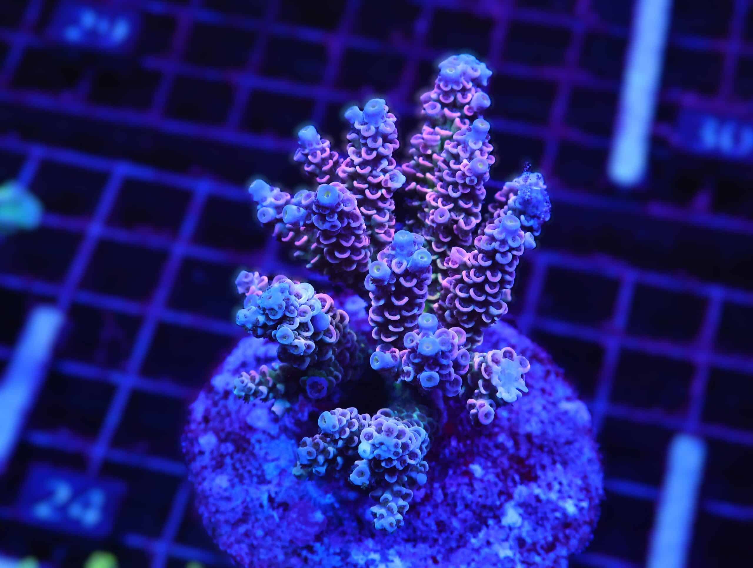 E24 - INDO ACRO RAINBOW TENUIS CULTURED