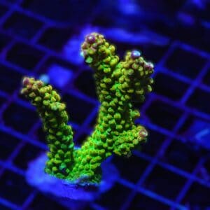 E27 - INDO ACRO PREMIUM CULTURED