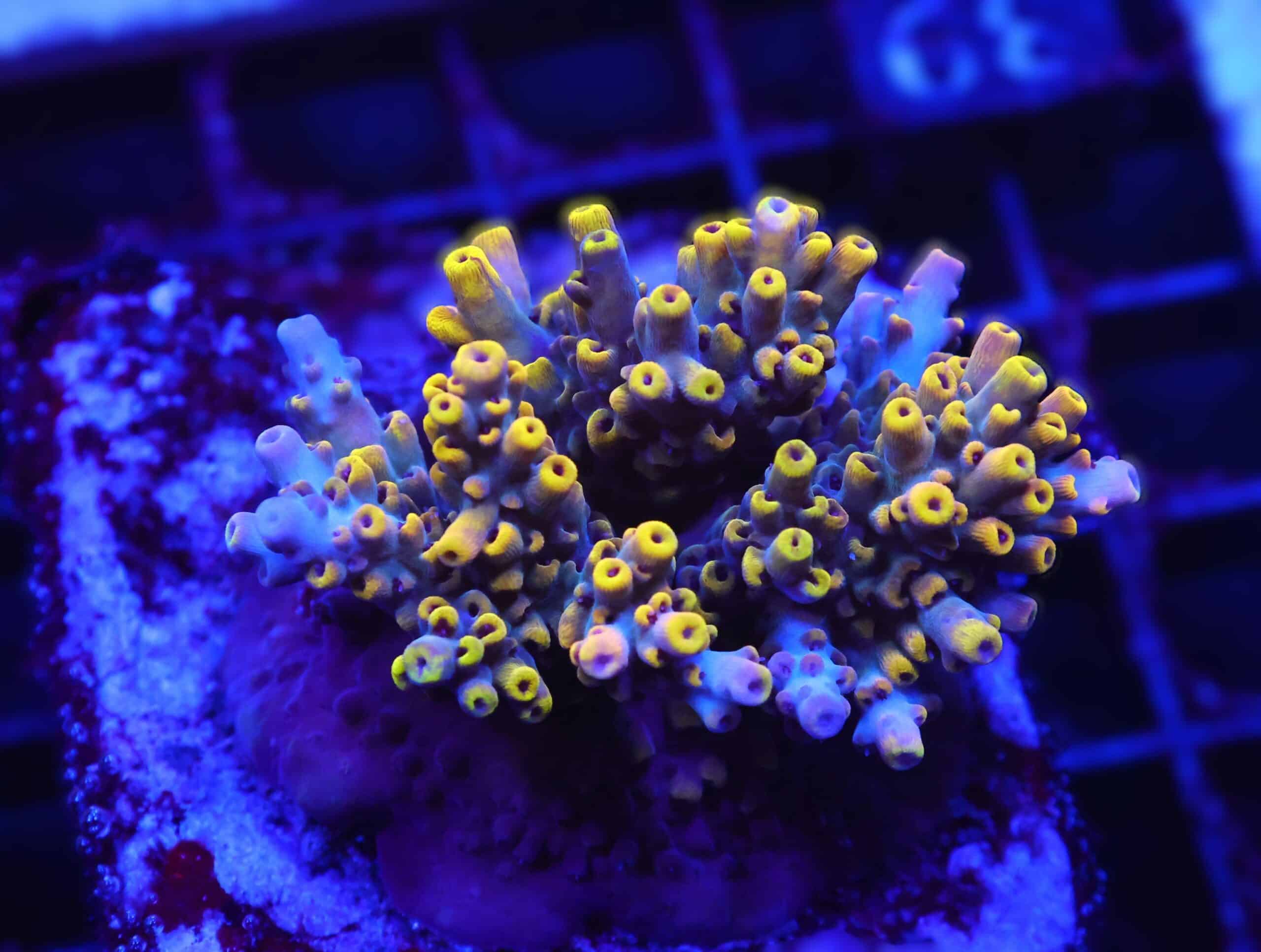 E39 - INDO ACRO YELLOW PREMIUM CULTURED