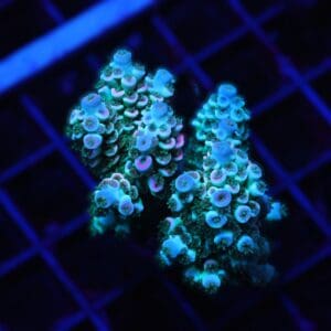 E42 - INDO ACRO PREMIUM TENUIS CULTURED