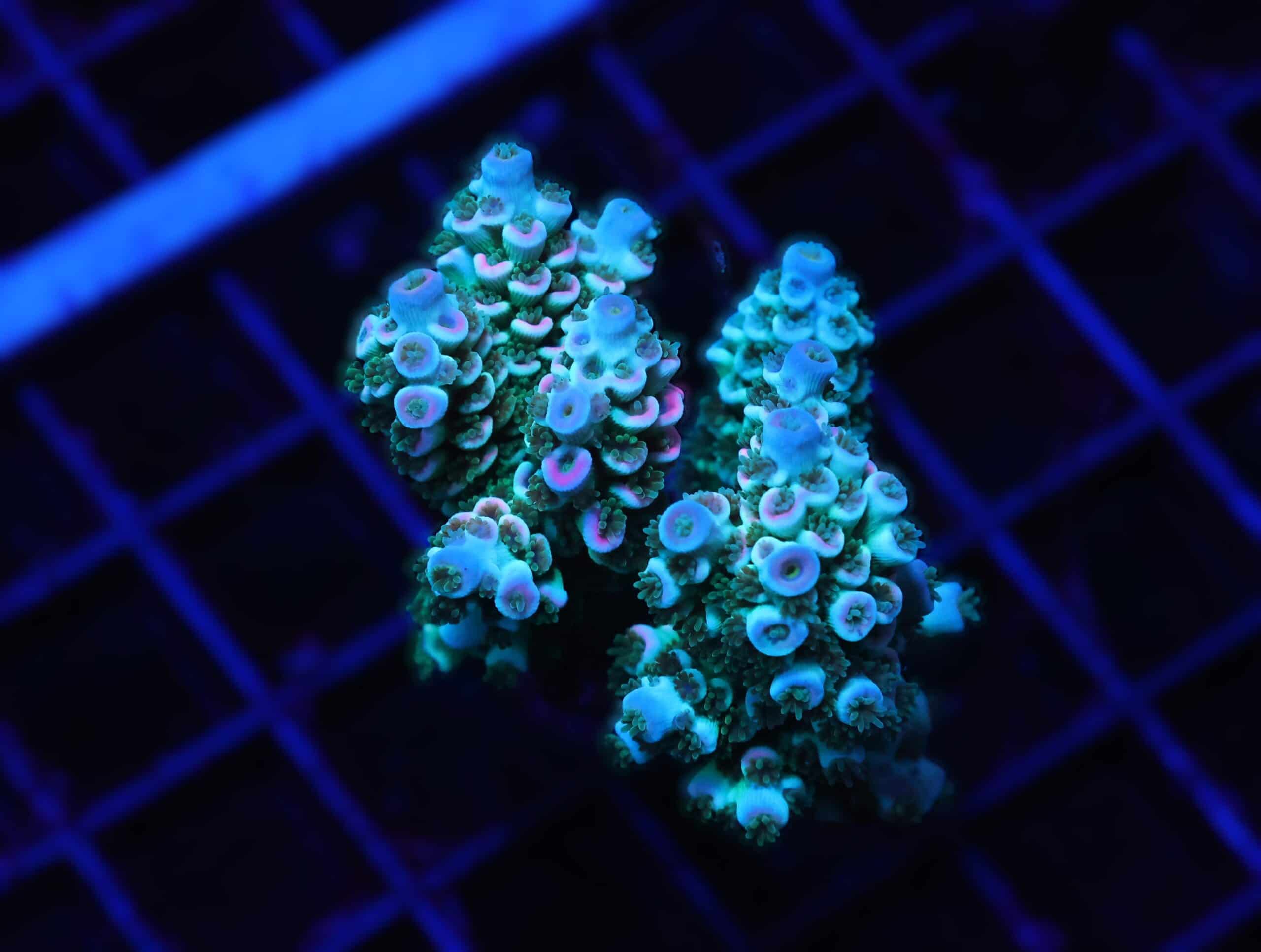 E42 - INDO ACRO PREMIUM TENUIS CULTURED