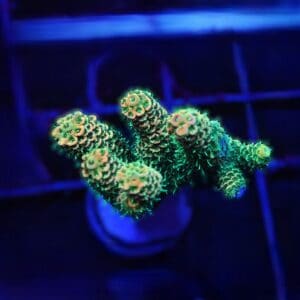 E44 - INDO ACRO ORANGE CRUSH MILLE CULTURED