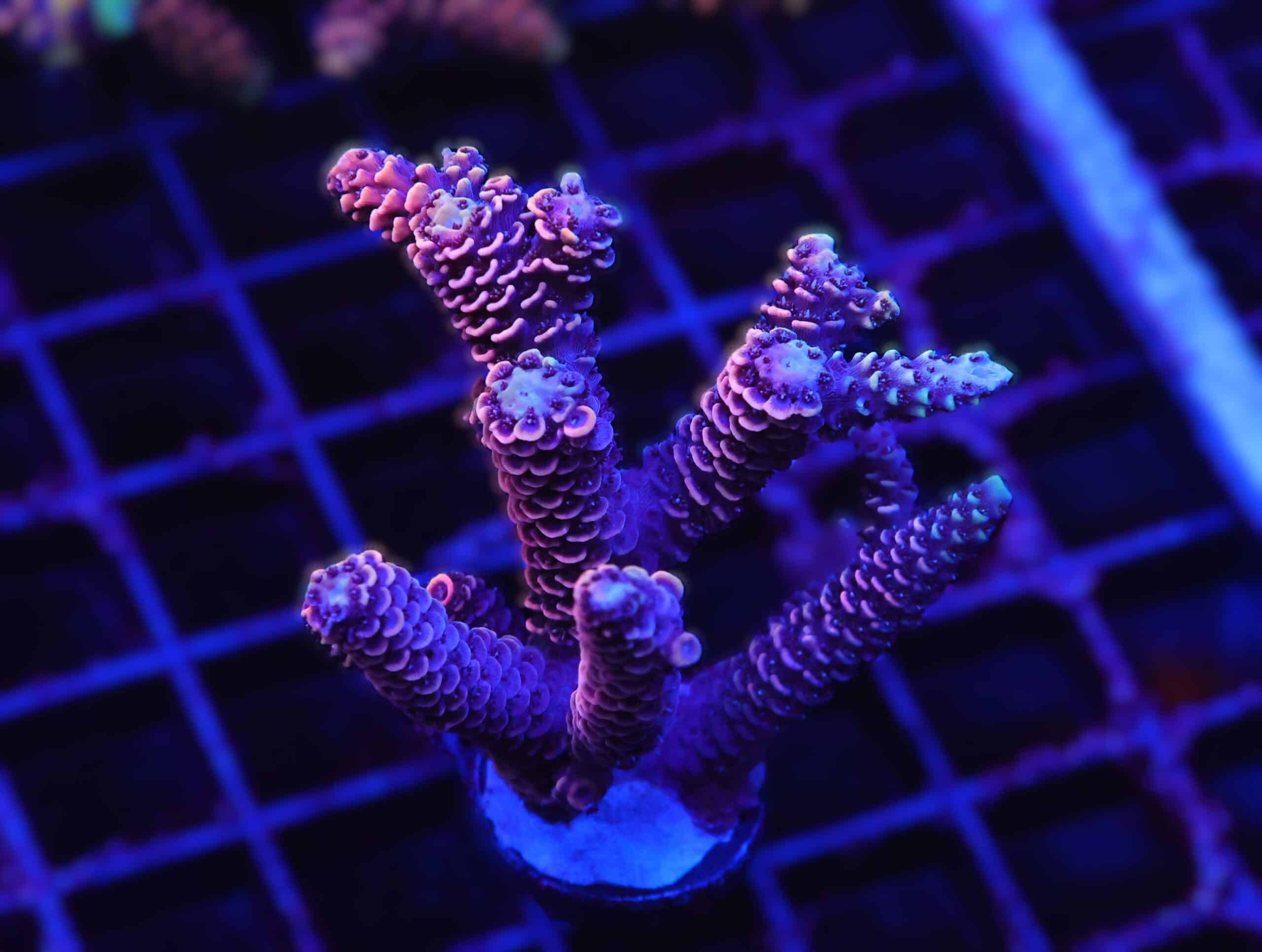 E62 - INDO ACRO HOT PINK MILLE CULTURED