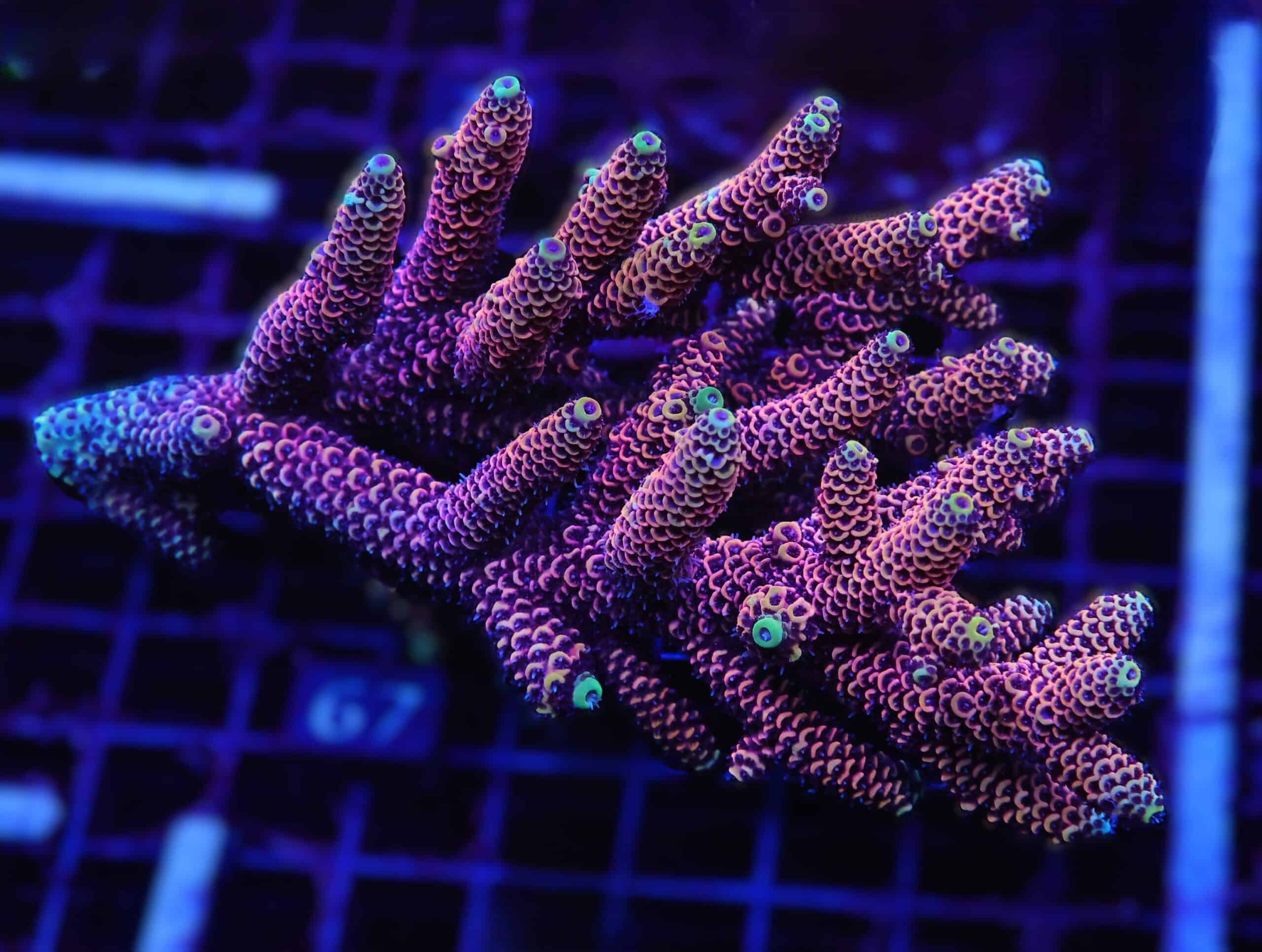 E67 - AUSSIE ACRO HOT PINK MILLE XL