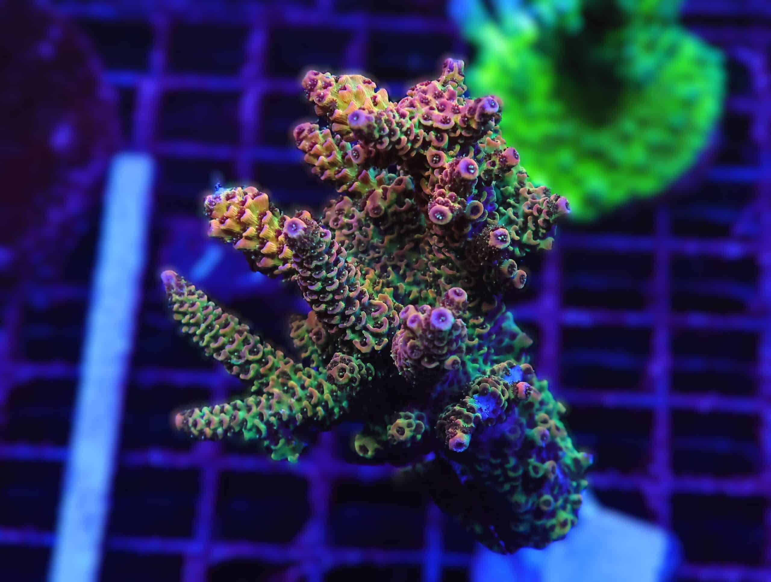 E68 - INDO ACRO RAINBOW MILLE CULTURED