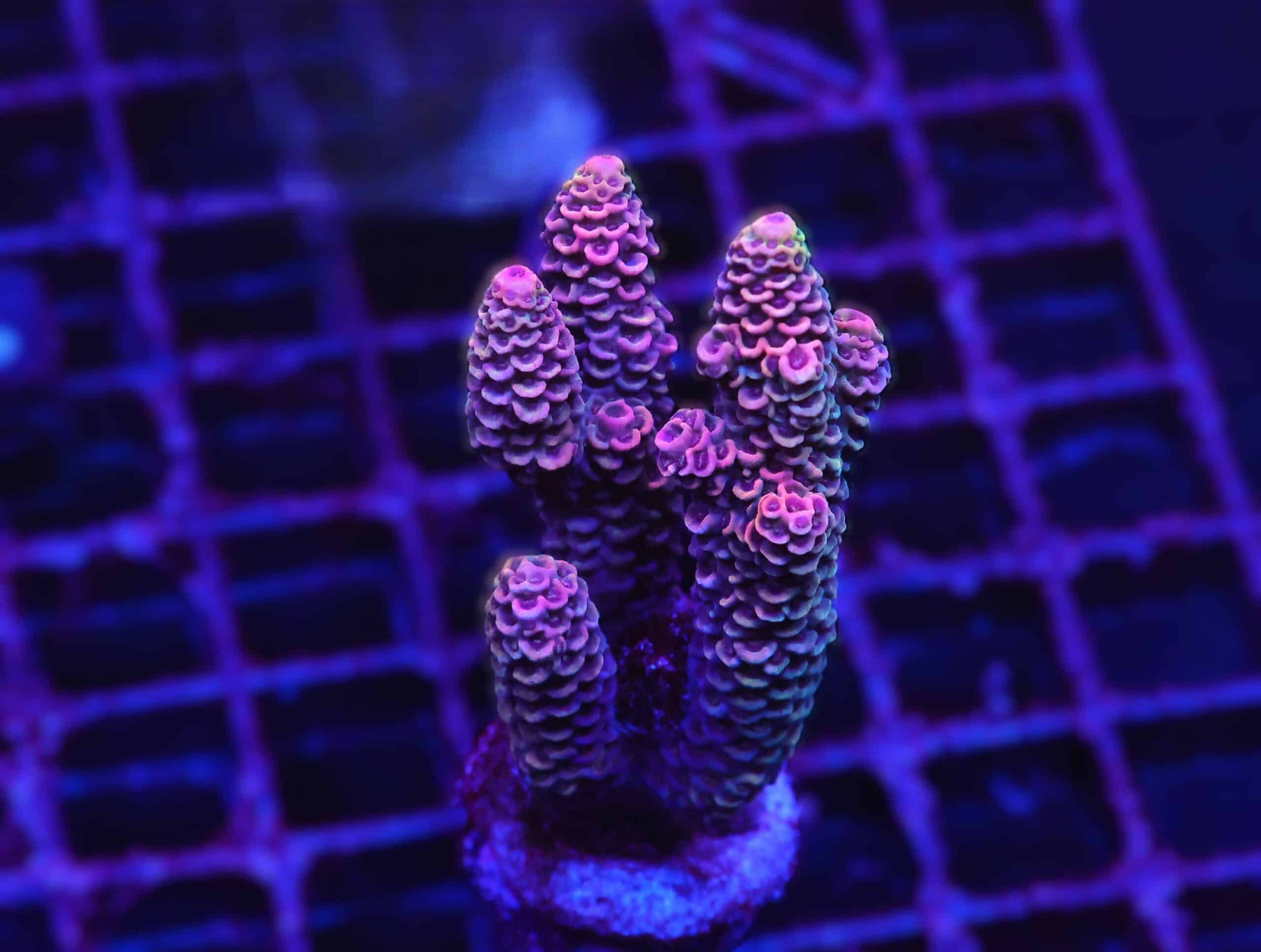 E70 - INDO ACRO RAINBOW MILLE CULTURED