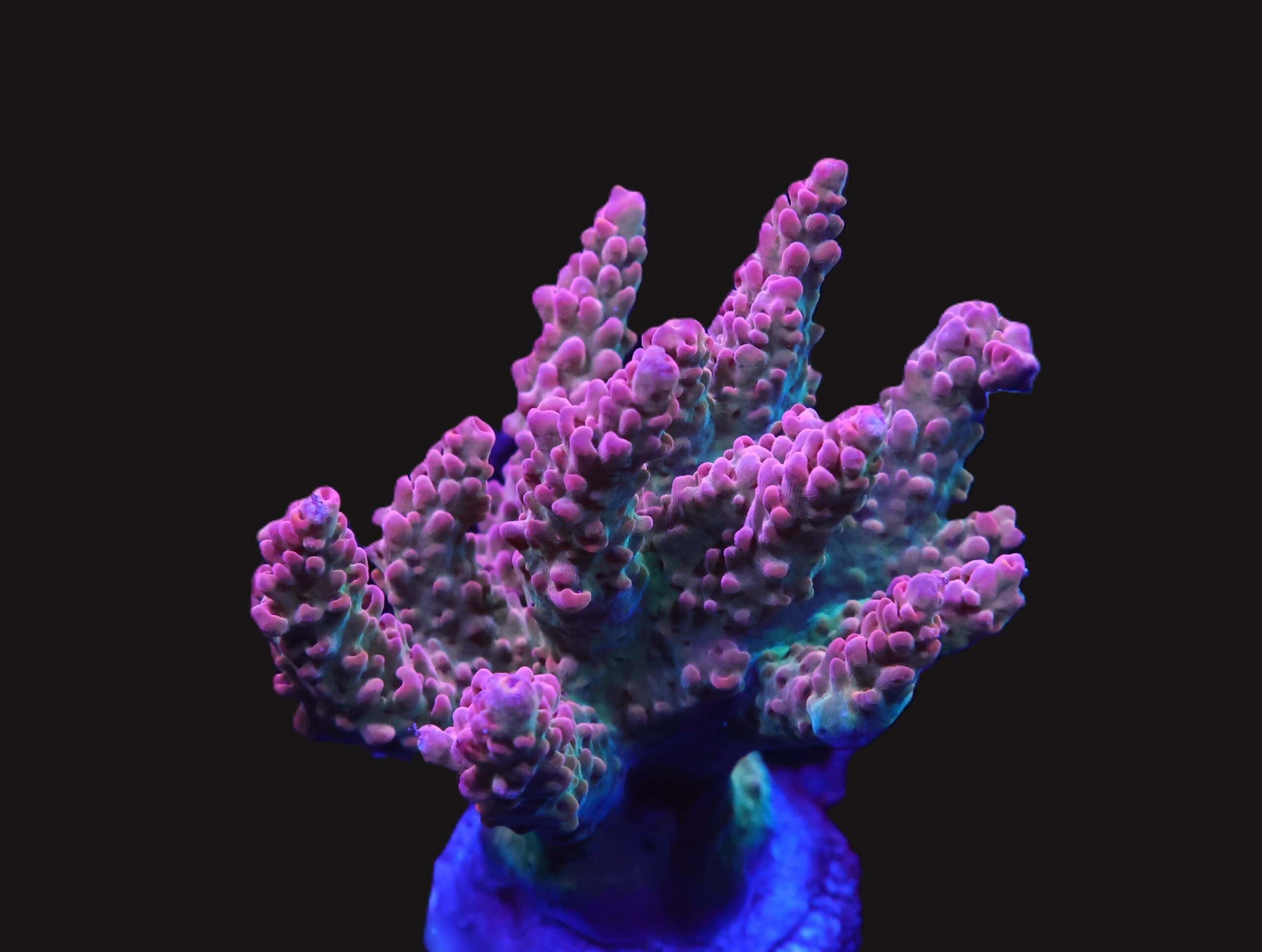 E80 - INDO ACRO PREMIUM CULTURED