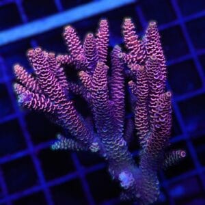 E96 - AUSSIE ACRO PINK MILLE