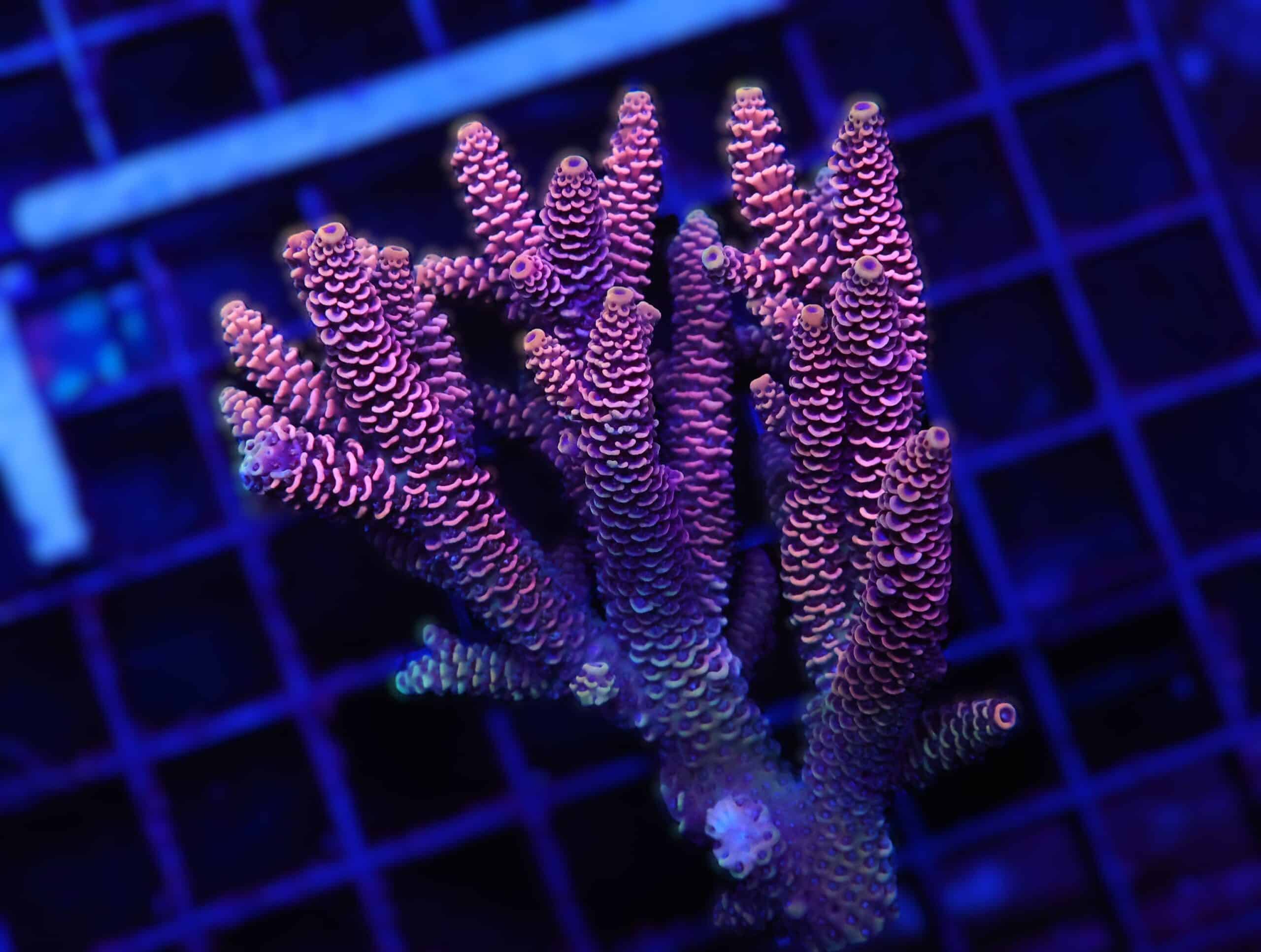 E96 - AUSSIE ACRO PINK MILLE