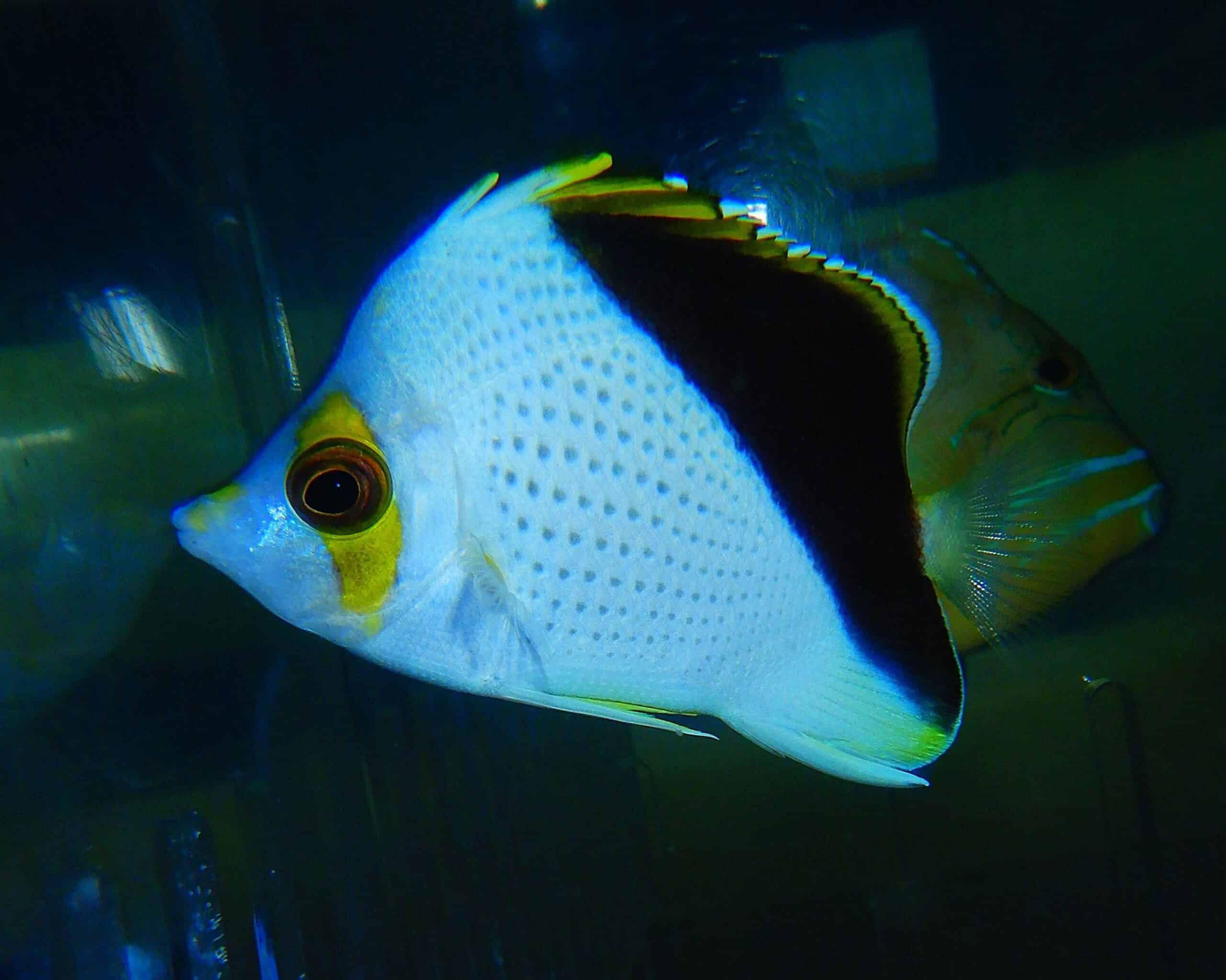 F06 - A GRADE HYBRID TINKERI / BURGESS BUTTERFLY