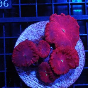 H01 - INDO RUBY RED BLASTO