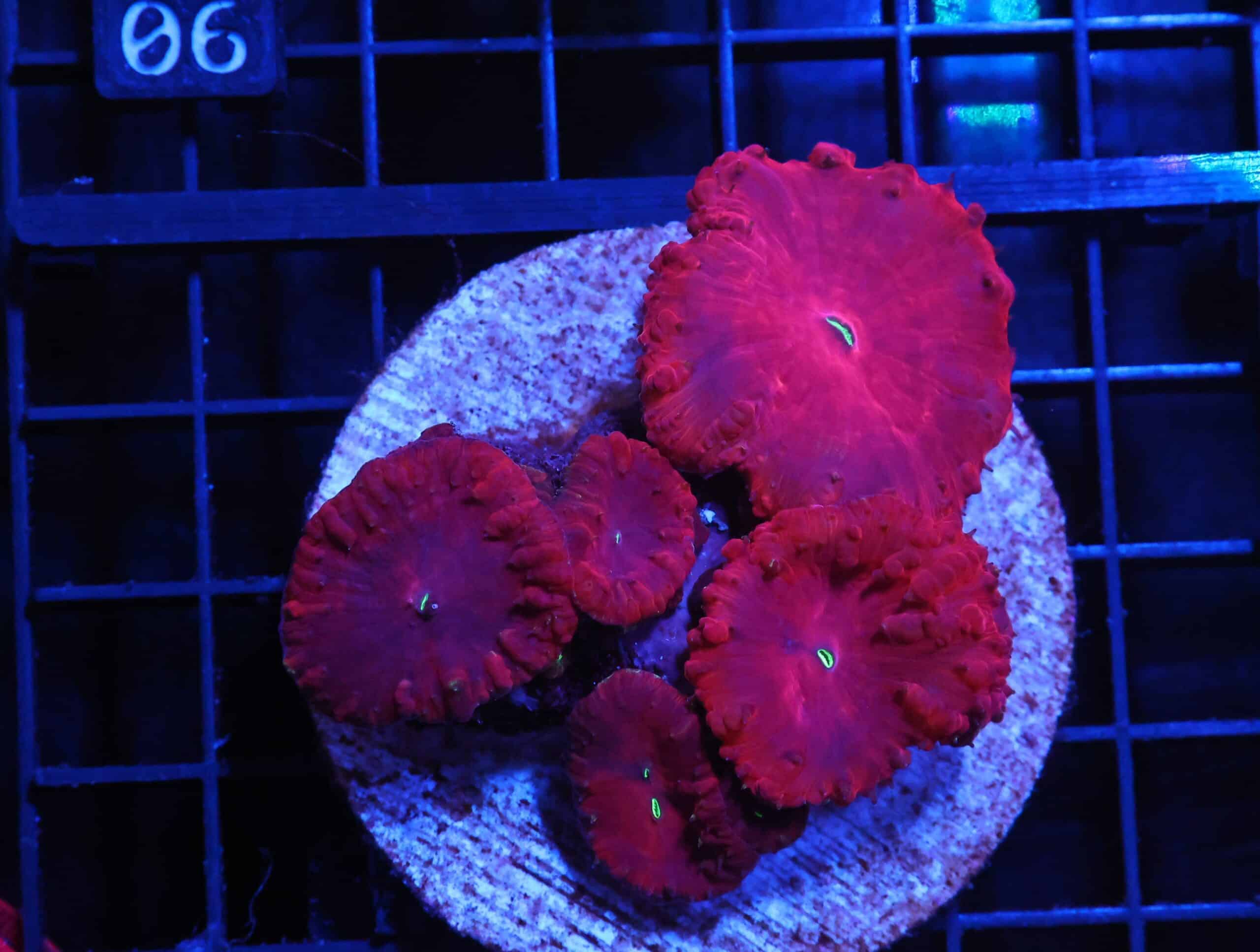 H01 - INDO RUBY RED BLASTO