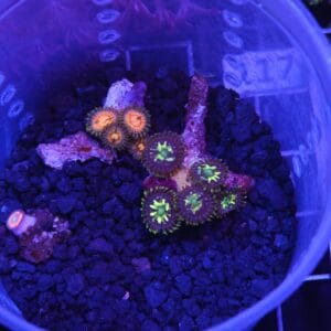 H111 - ZOA COMBO CUP