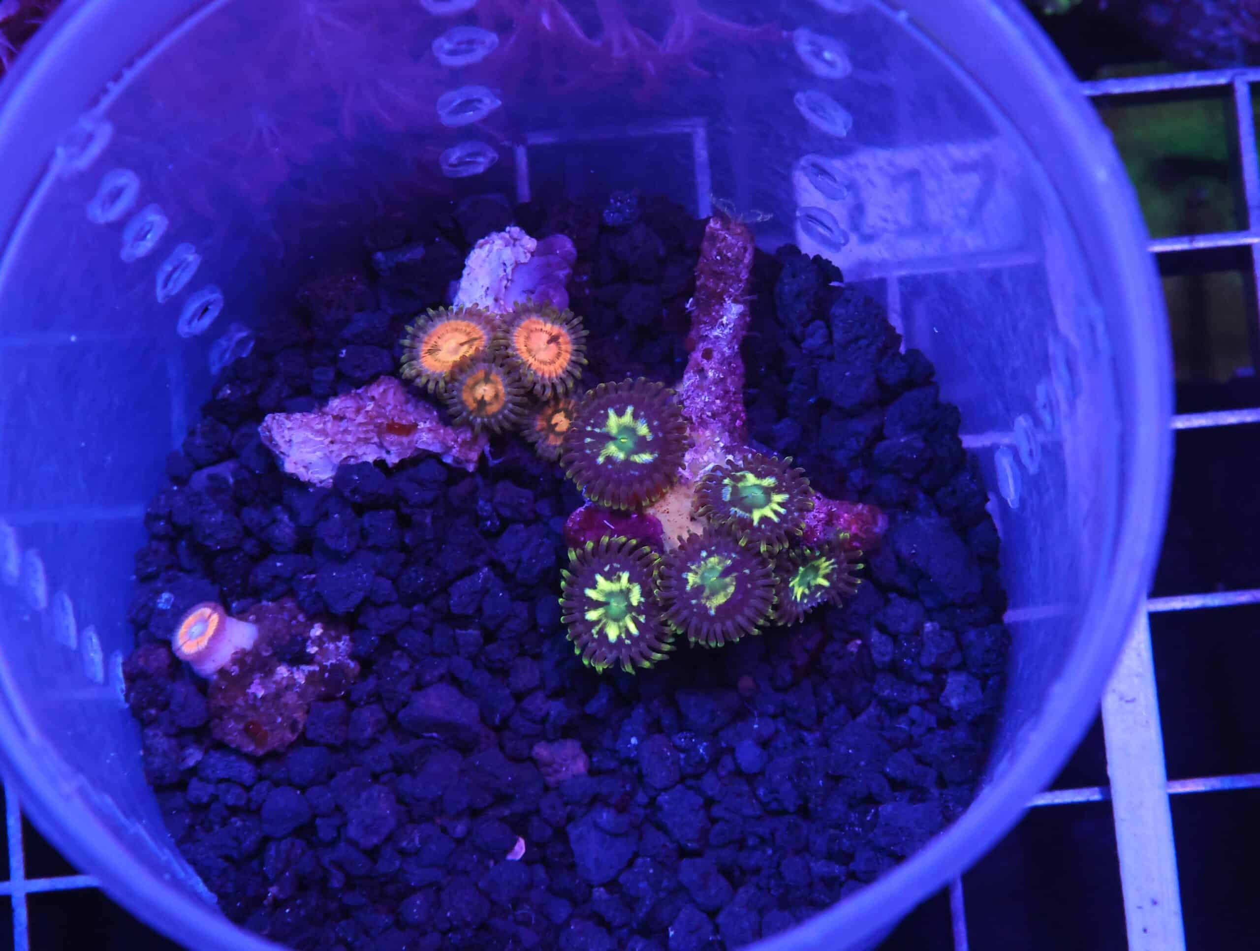 H111 - ZOA COMBO CUP