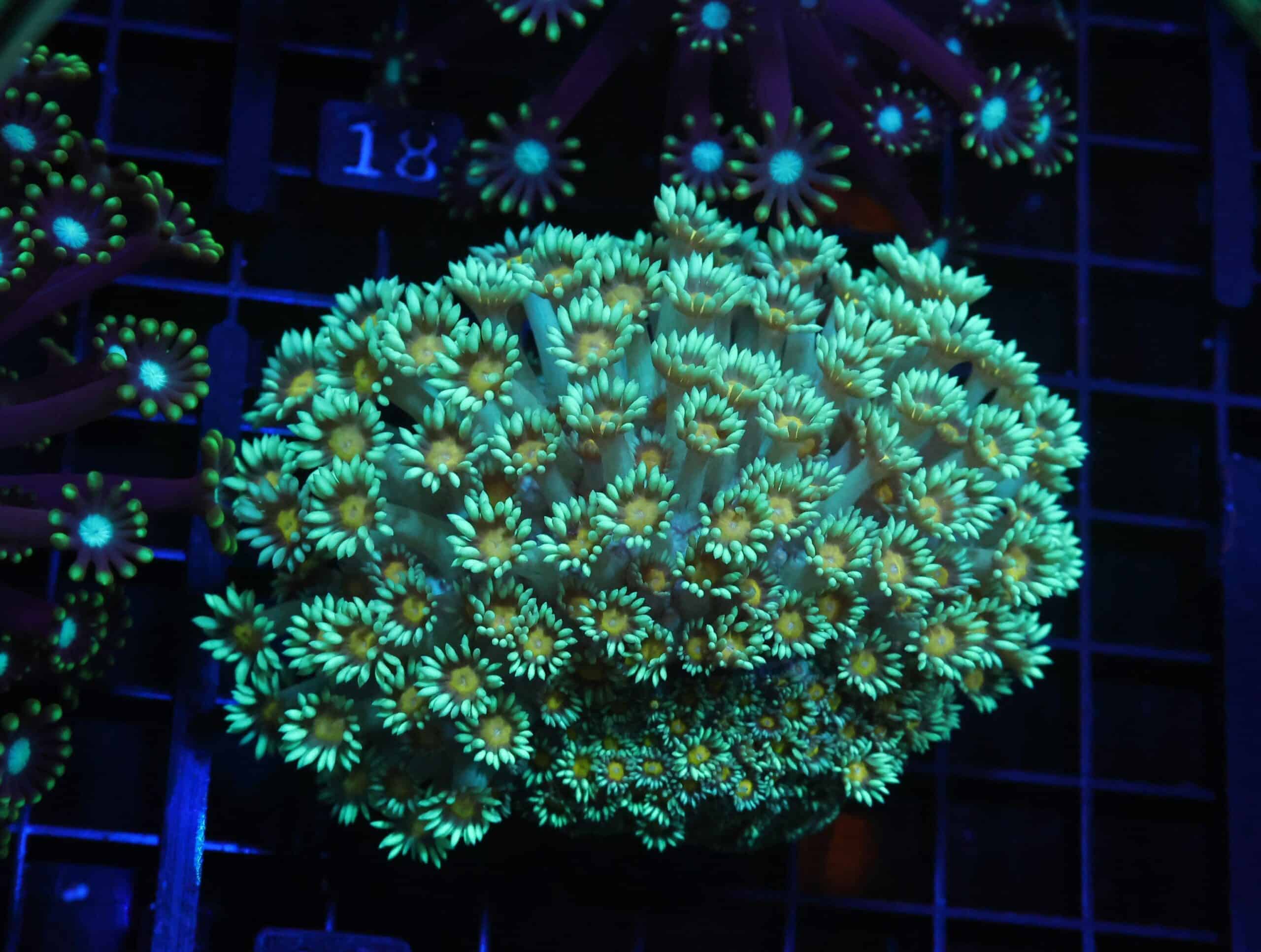 H13 - INDO YELLOW SNOWCONE GONIOPORA