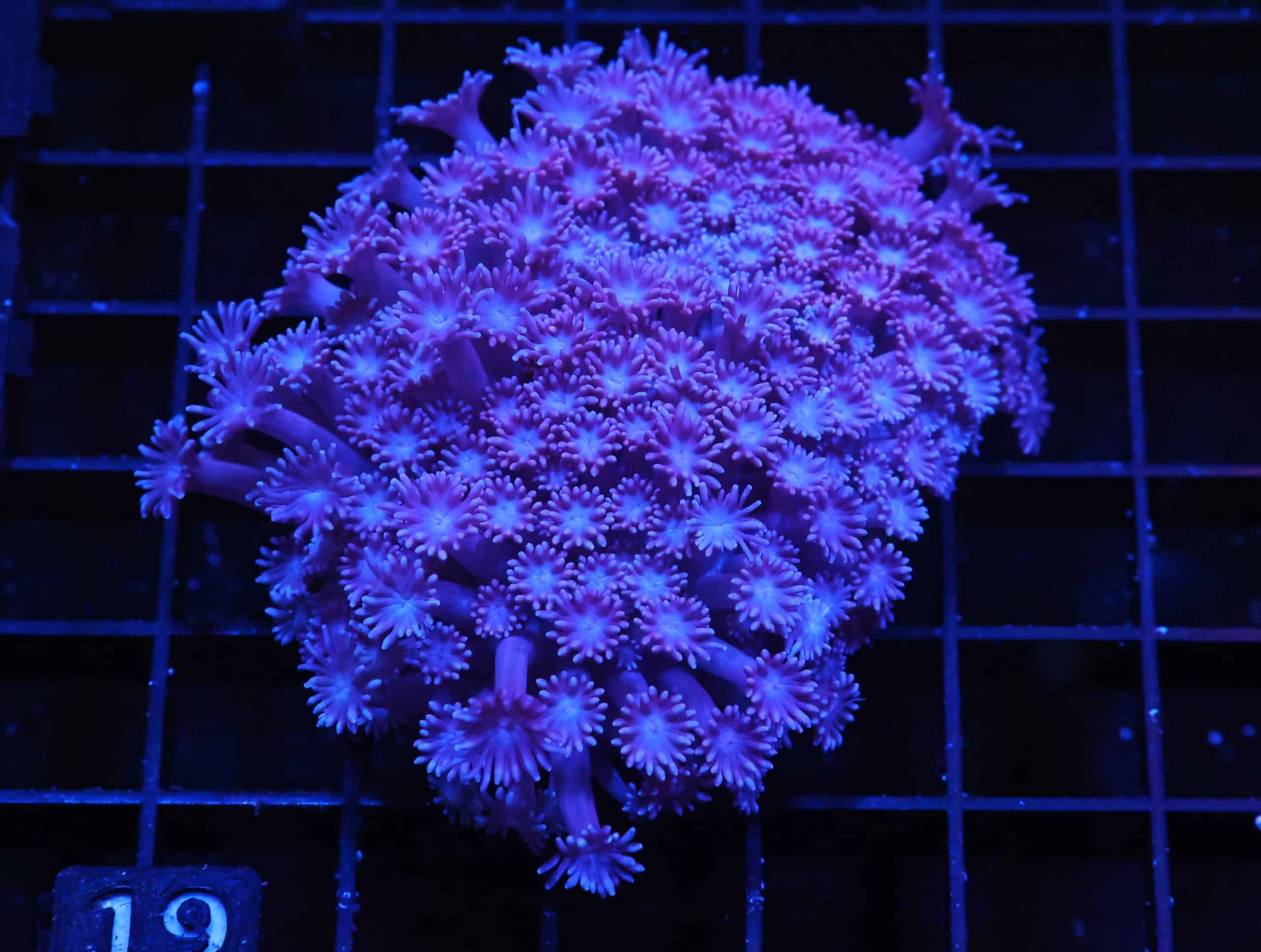H19 - INDO PURPLE MIST GONIOPORA