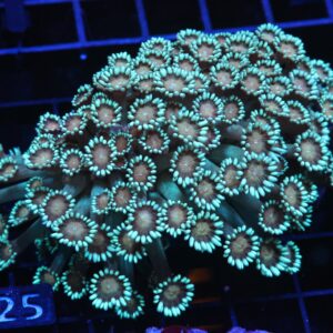 H25 - INDO ORANGE EYE GONIOPORA