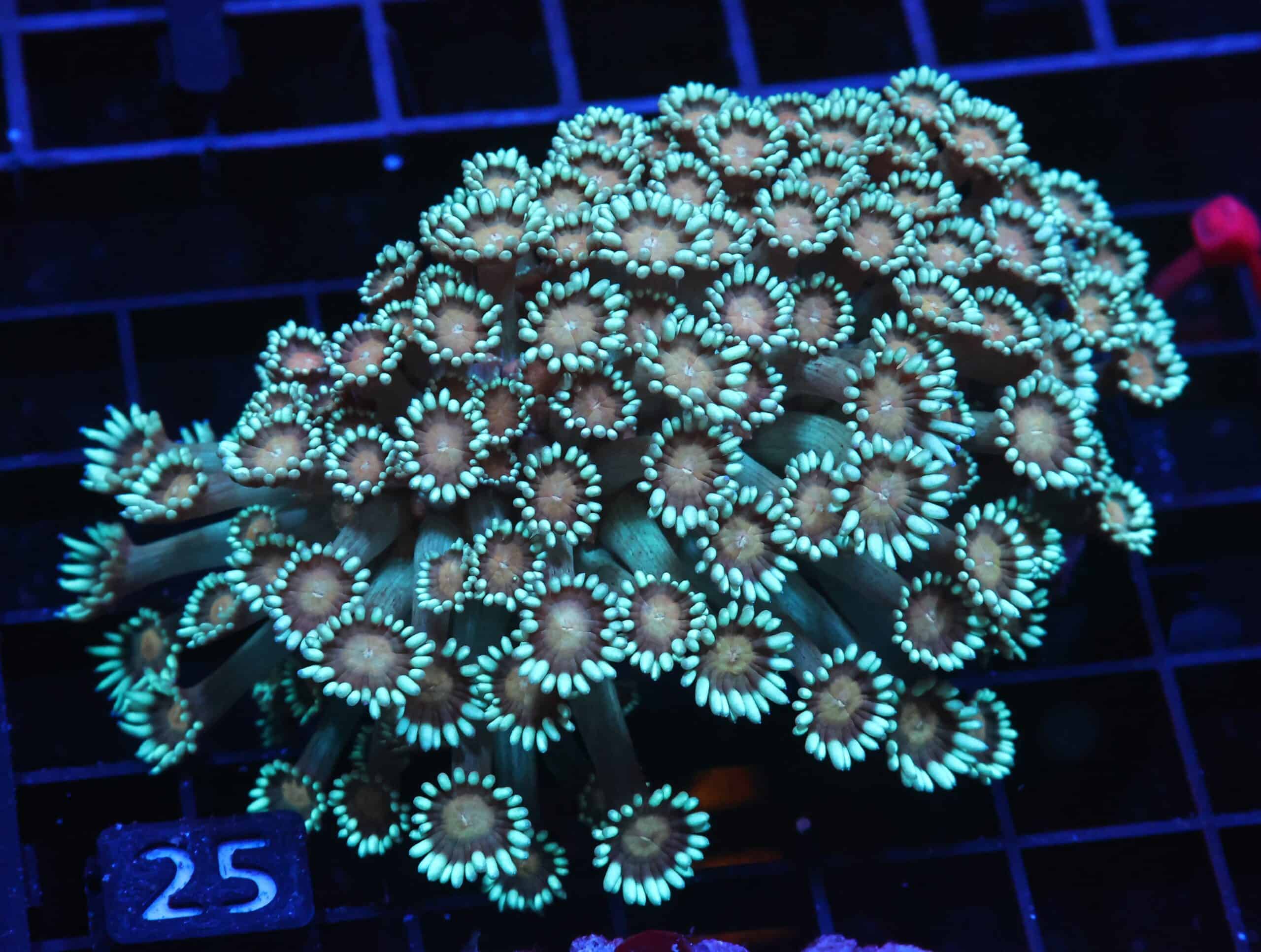 H25 - INDO ORANGE EYE GONIOPORA