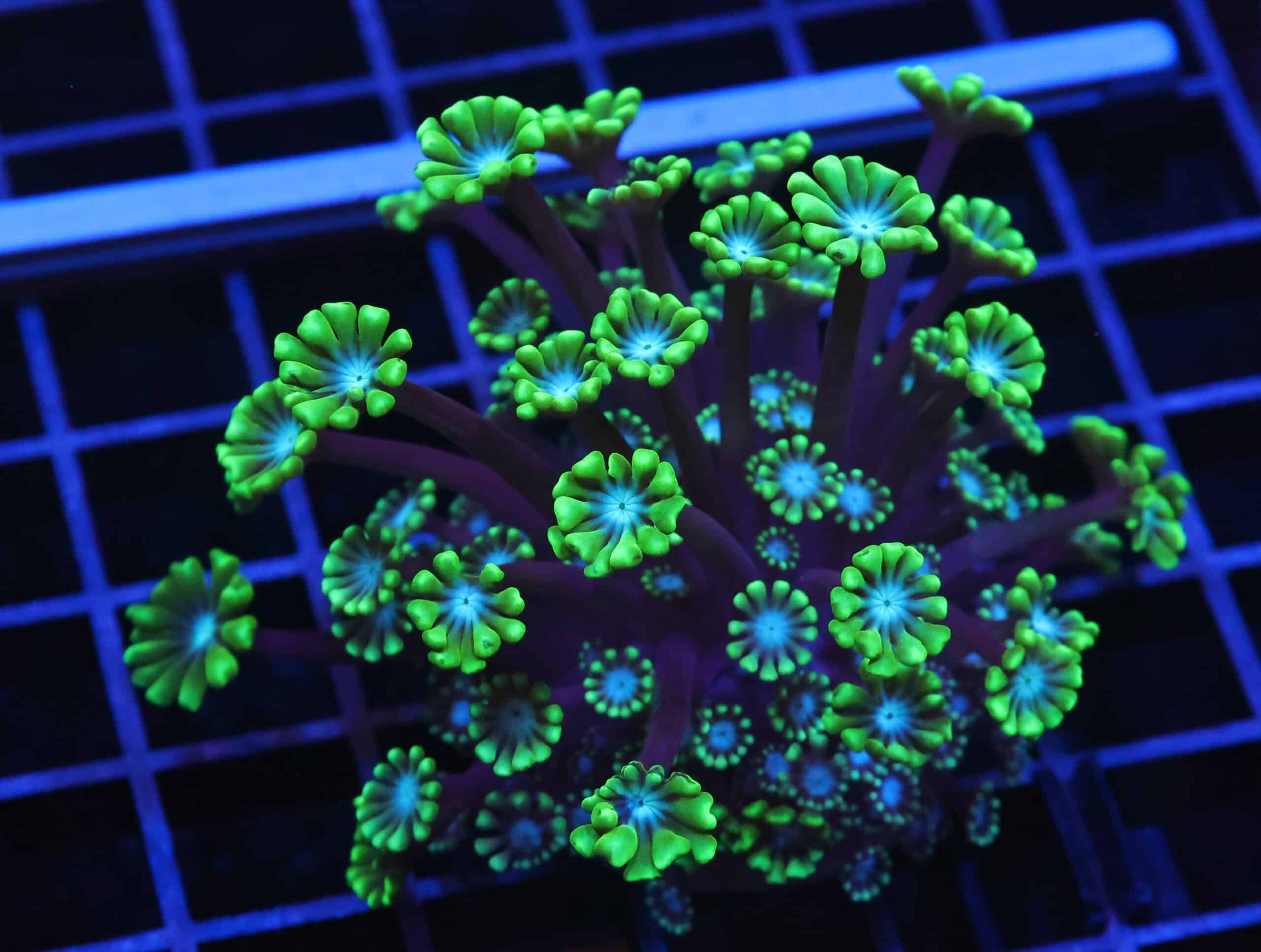 H30 - INDO EMERALD FOREST ALVEOPORA