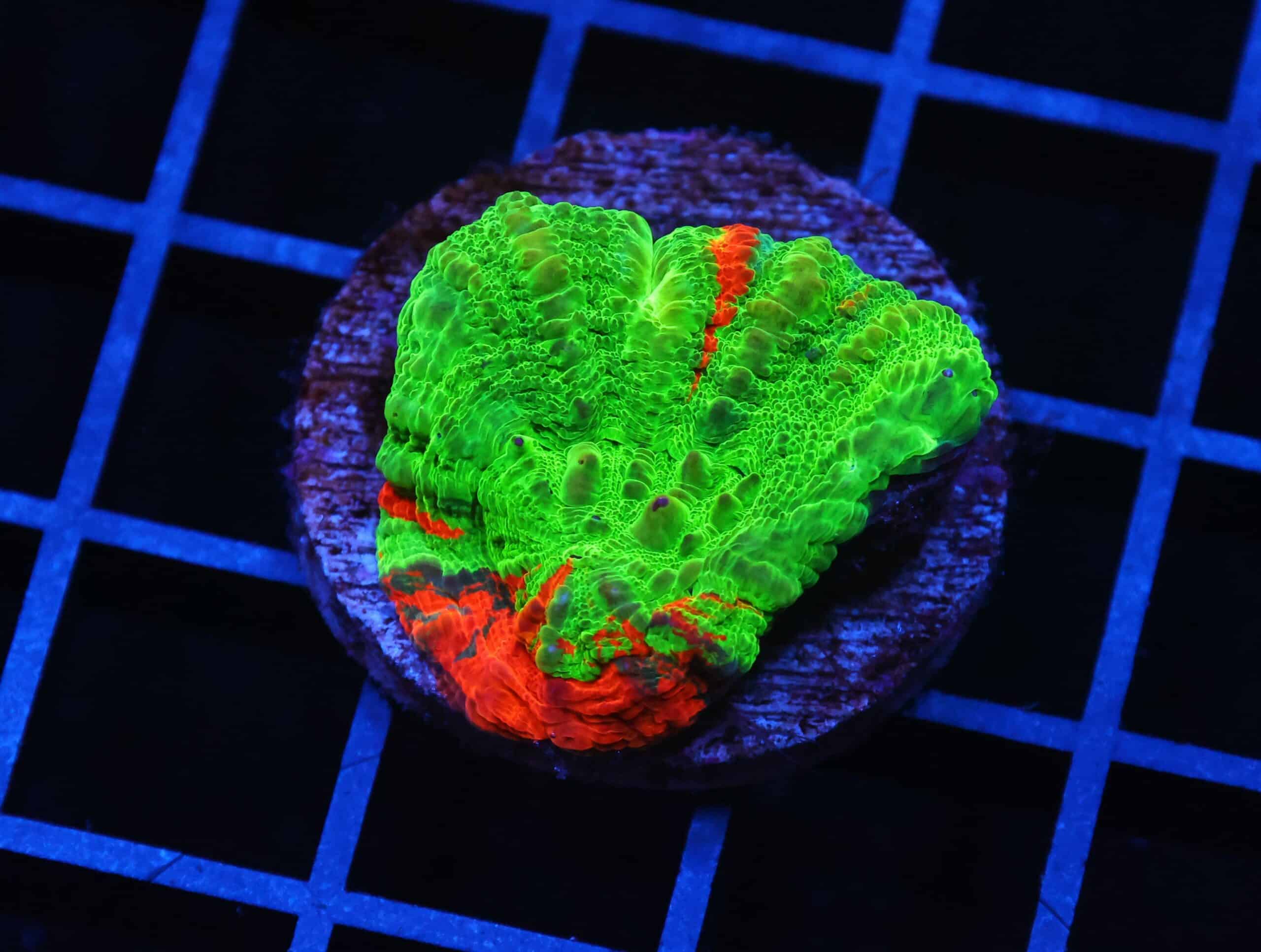 H35 - AUSSIE BLEEDING APPLE SCOLYMIA AUSTRALIS CULTURED