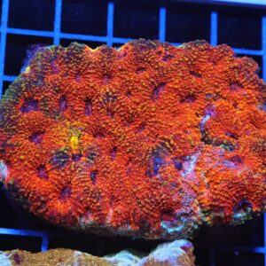 H38 - INDO BRIGHT ORANGE ACAN ECHINATA