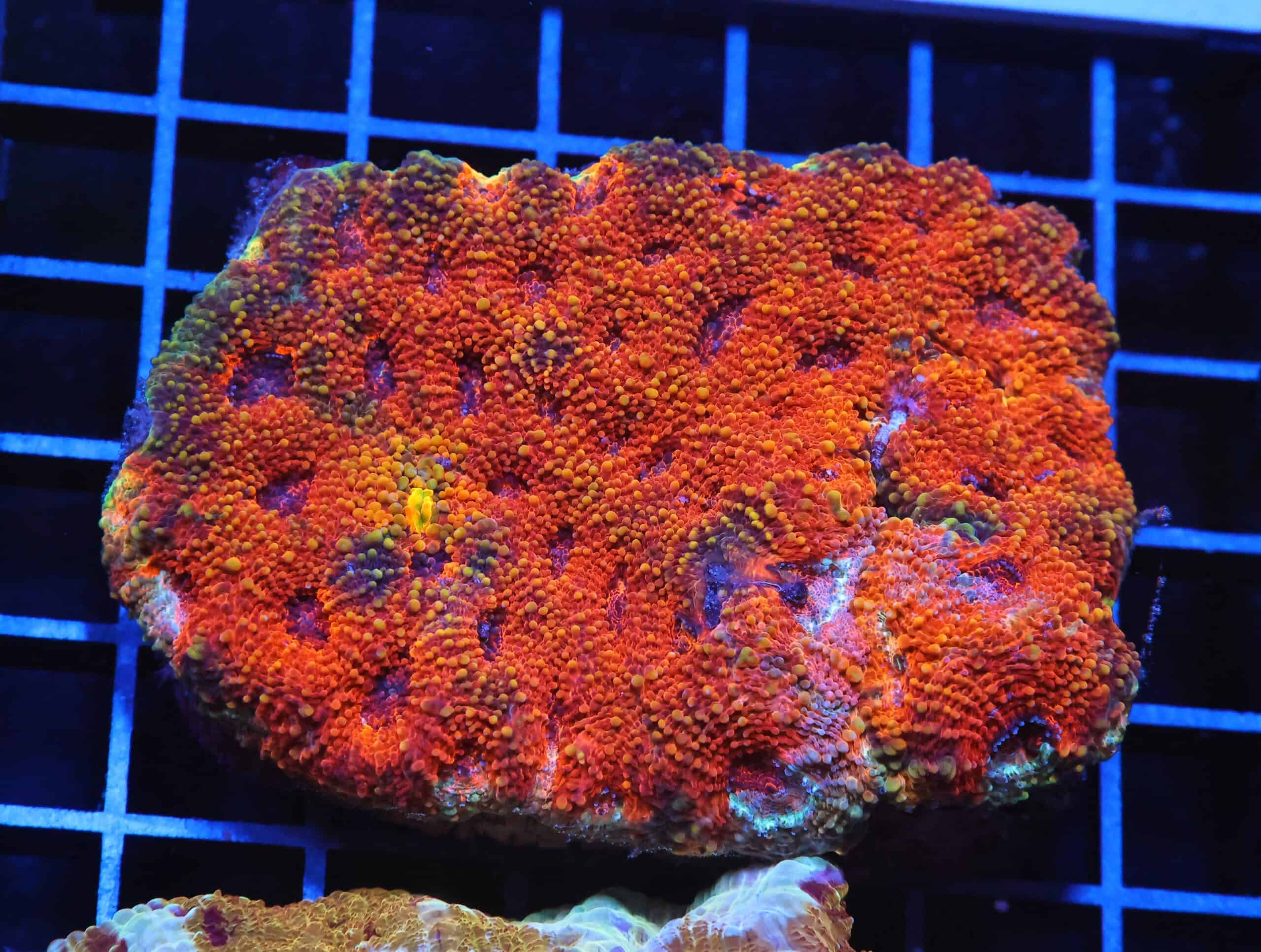 H38 - INDO BRIGHT ORANGE ACAN ECHINATA