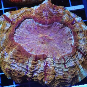 H43 - INDO MYSTIC GOLD ACANTHOPHYLLIA