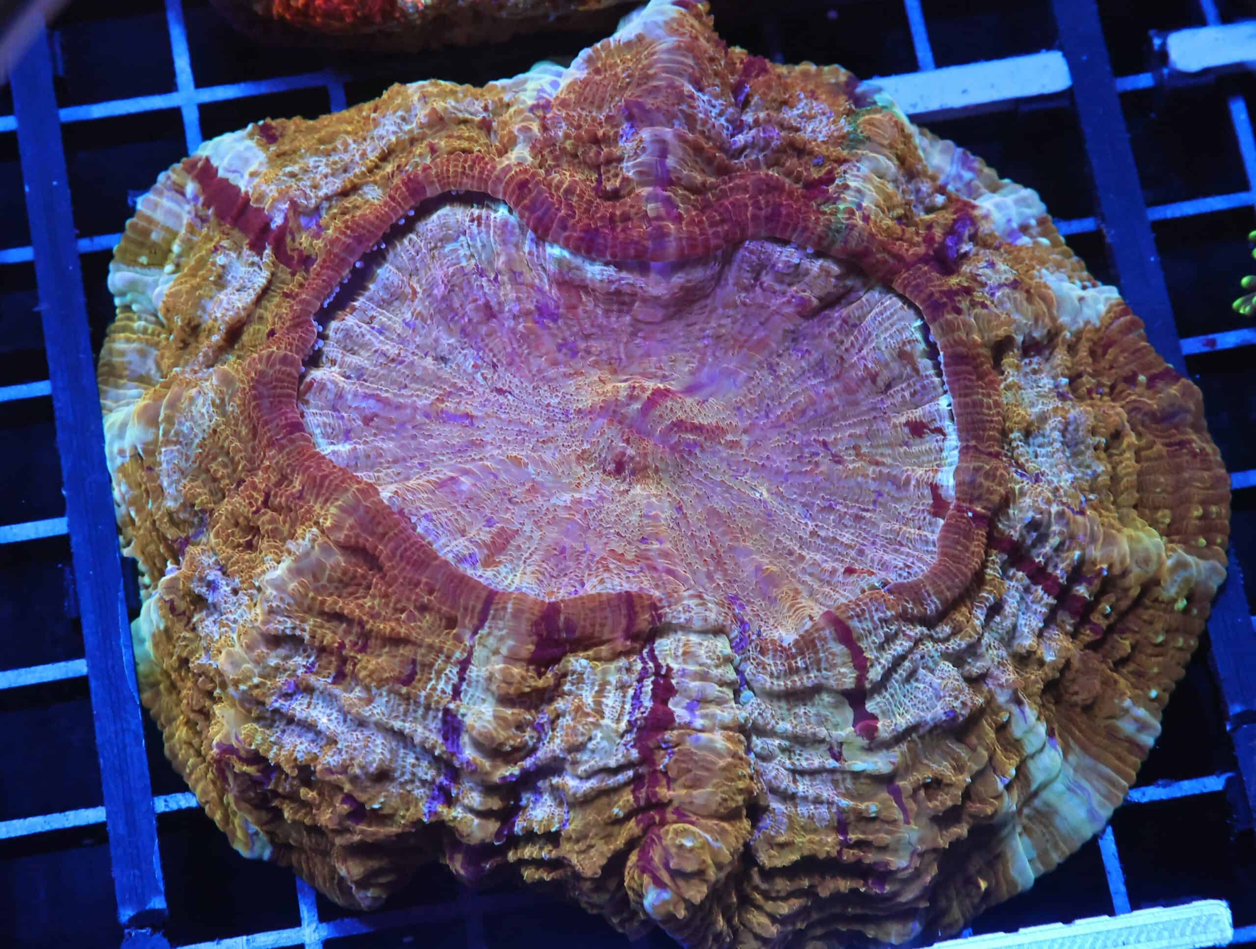 H43 - INDO MYSTIC GOLD ACANTHOPHYLLIA