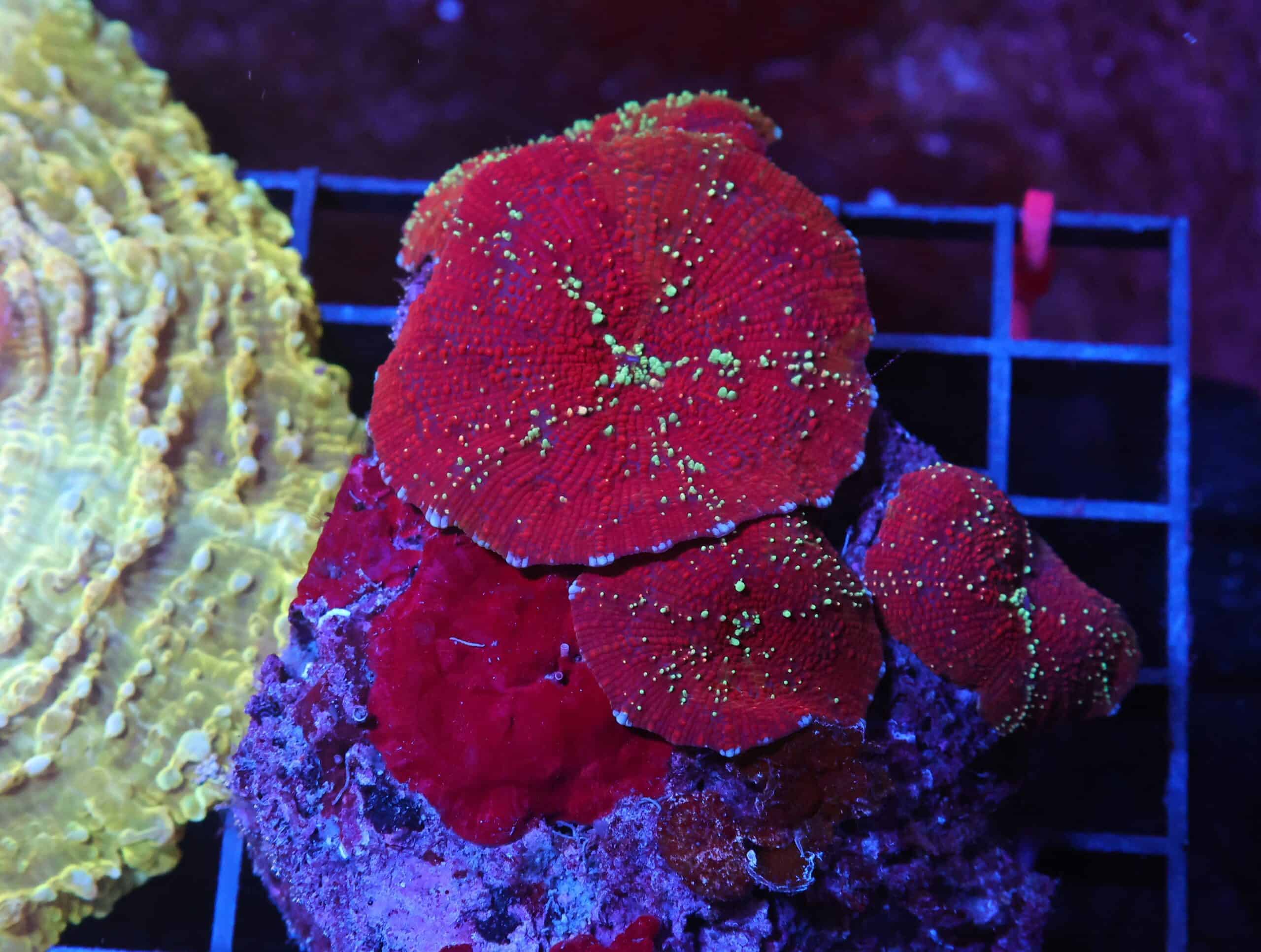 H46 - RED DEVIL DISCO MUSHROOM