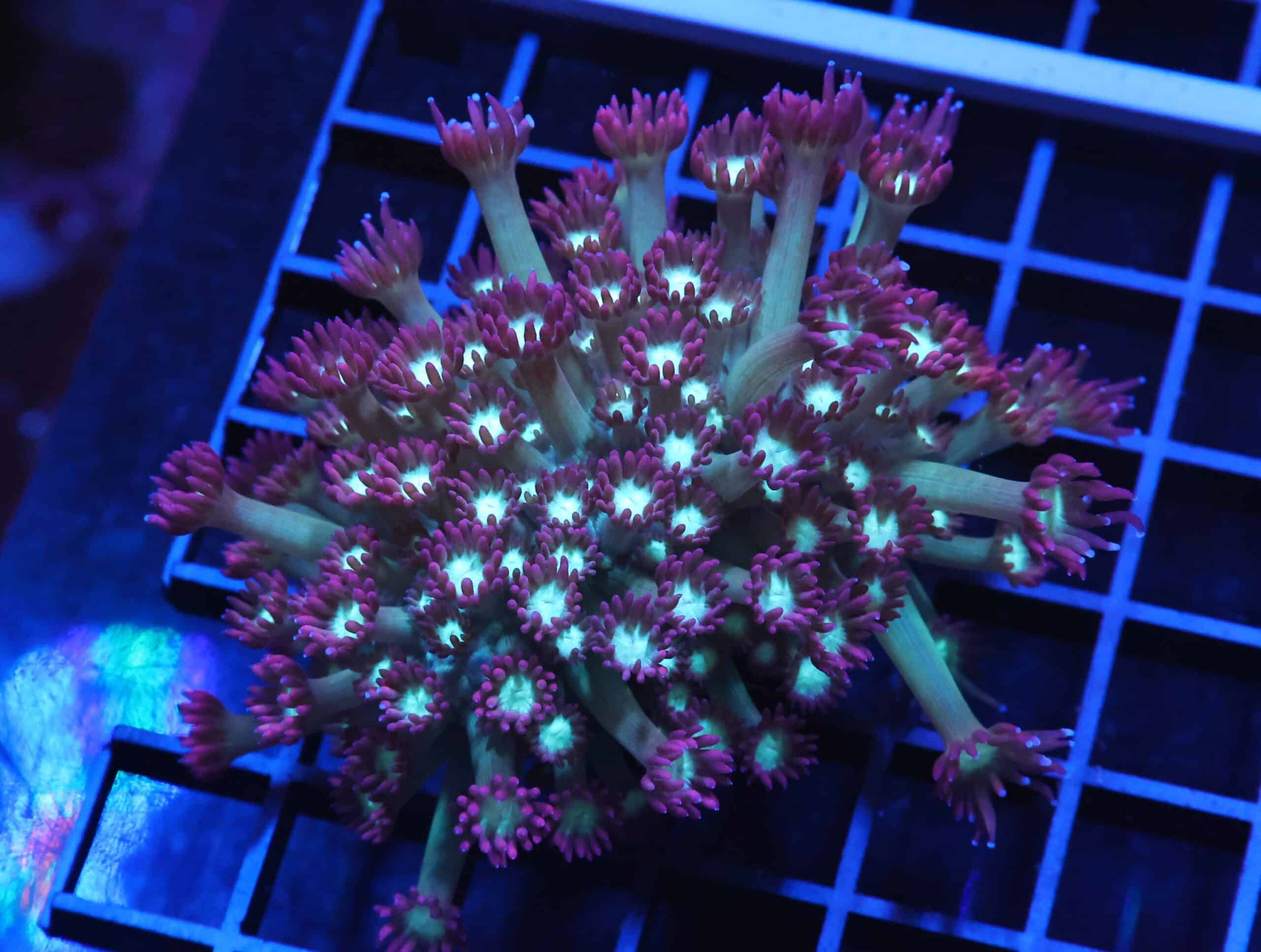 H56 - INDO FIRE AND ICE GONIOPORA