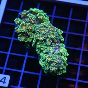 H64 - INDO YELLOW SNOWCONE GONIOPORA