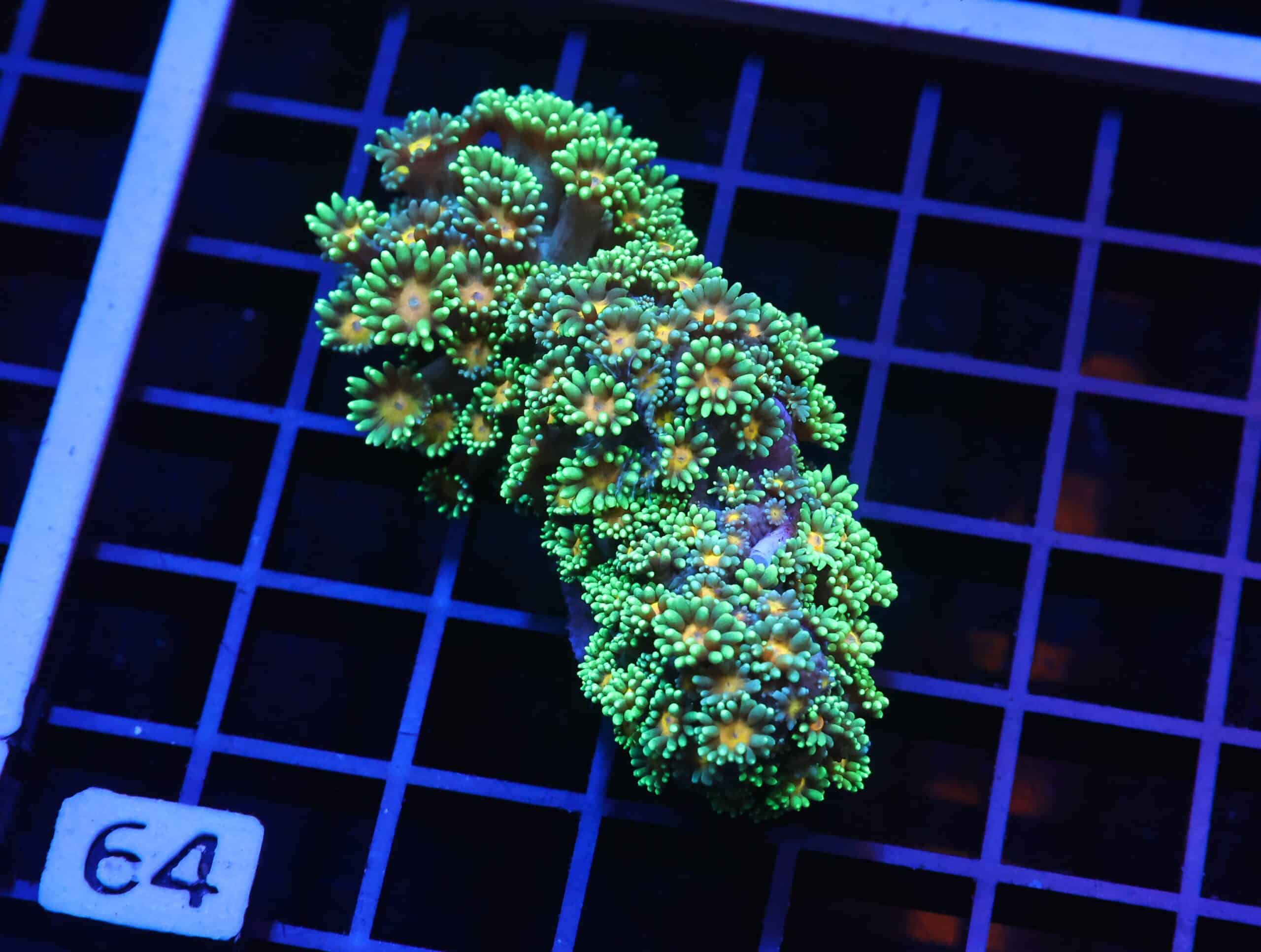 H64 - INDO YELLOW SNOWCONE GONIOPORA