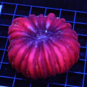 H72 - INDO RUBY RED CYNARINA