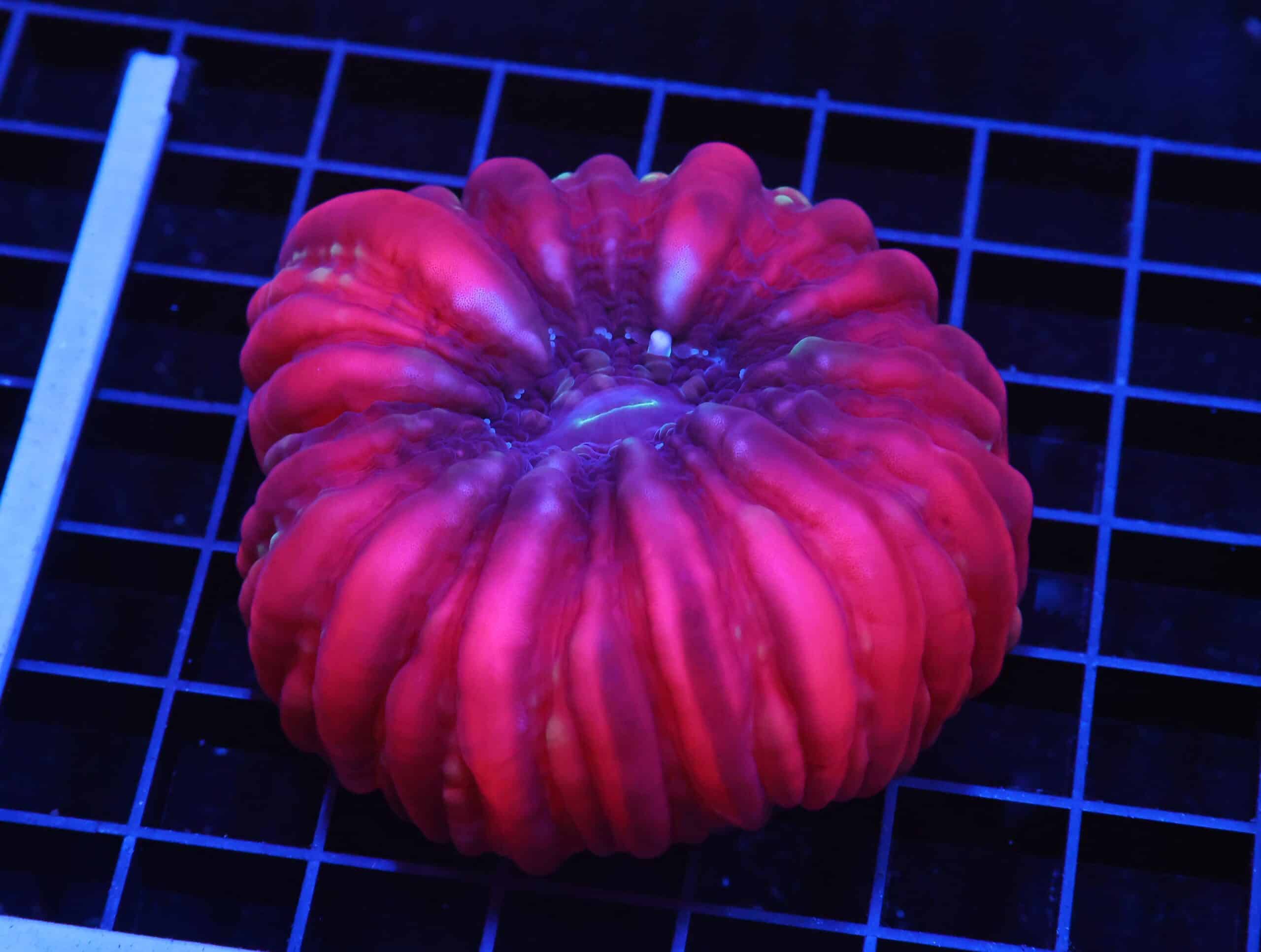 H72 - INDO RUBY RED CYNARINA