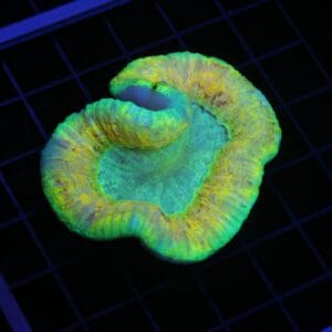 H74 - INDO ELECTRIC YELLOW TRACHY