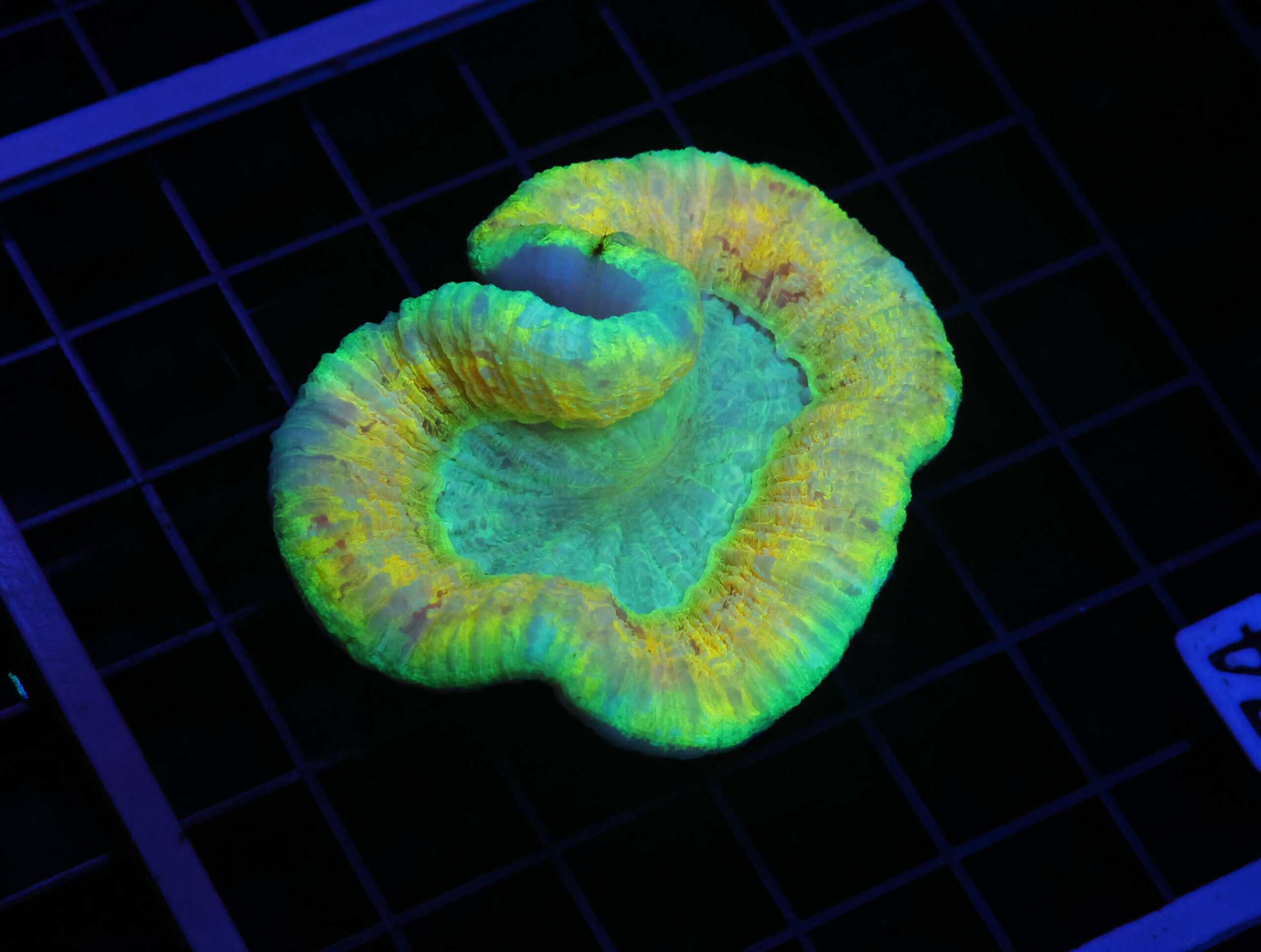 H74 - INDO ELECTRIC YELLOW TRACHY