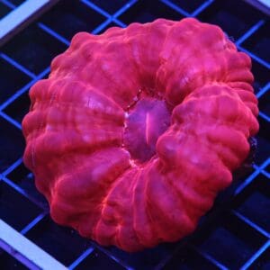 H79 - INDO RUBY RED CYNARINA