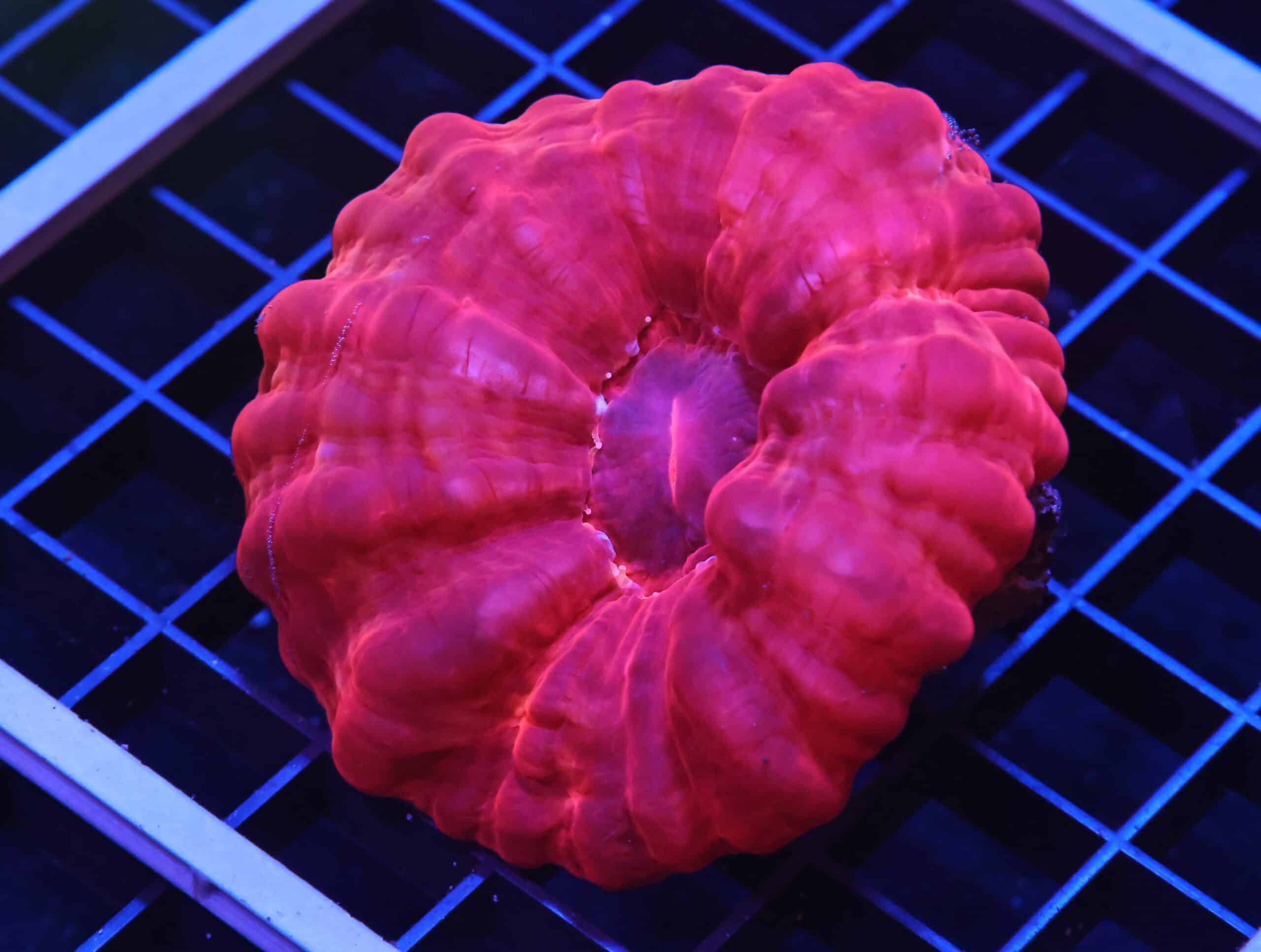 H79 - INDO RUBY RED CYNARINA