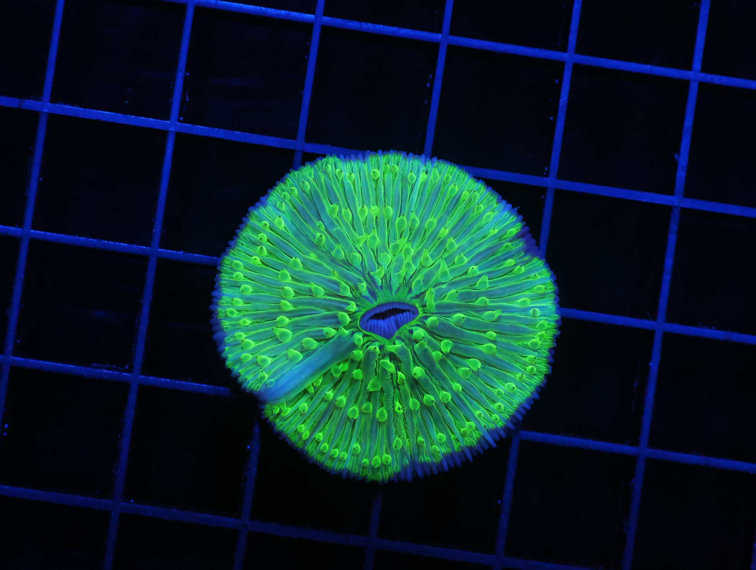 H87 - INDO URANIUM FUNGIA