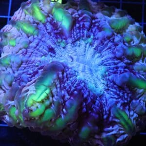 H90 - INDO MYSTIC JOKER CYNARINA