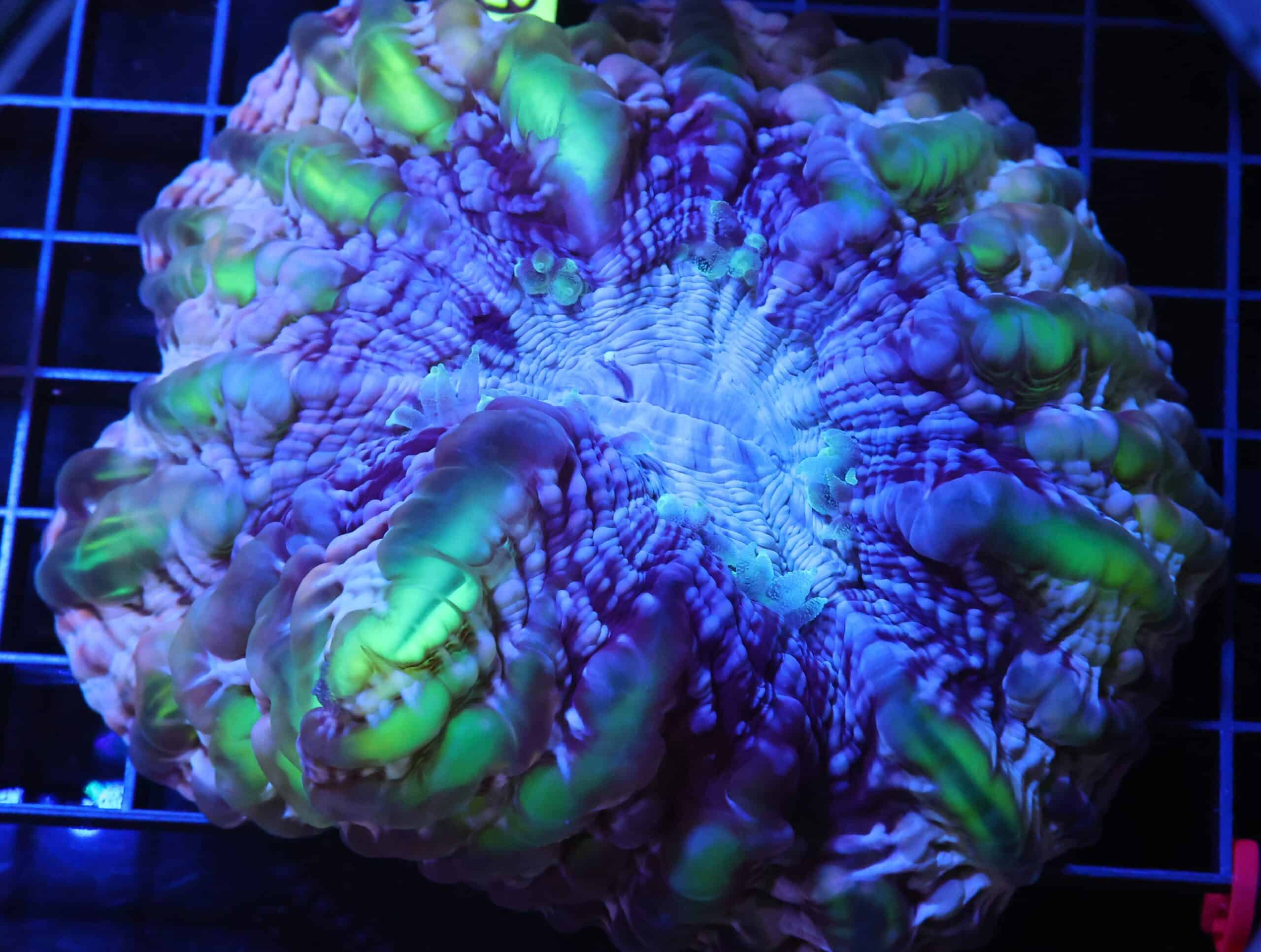 H90 - INDO MYSTIC JOKER CYNARINA