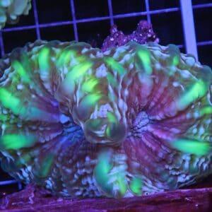 H91 - INDO JOKER CYNARINA