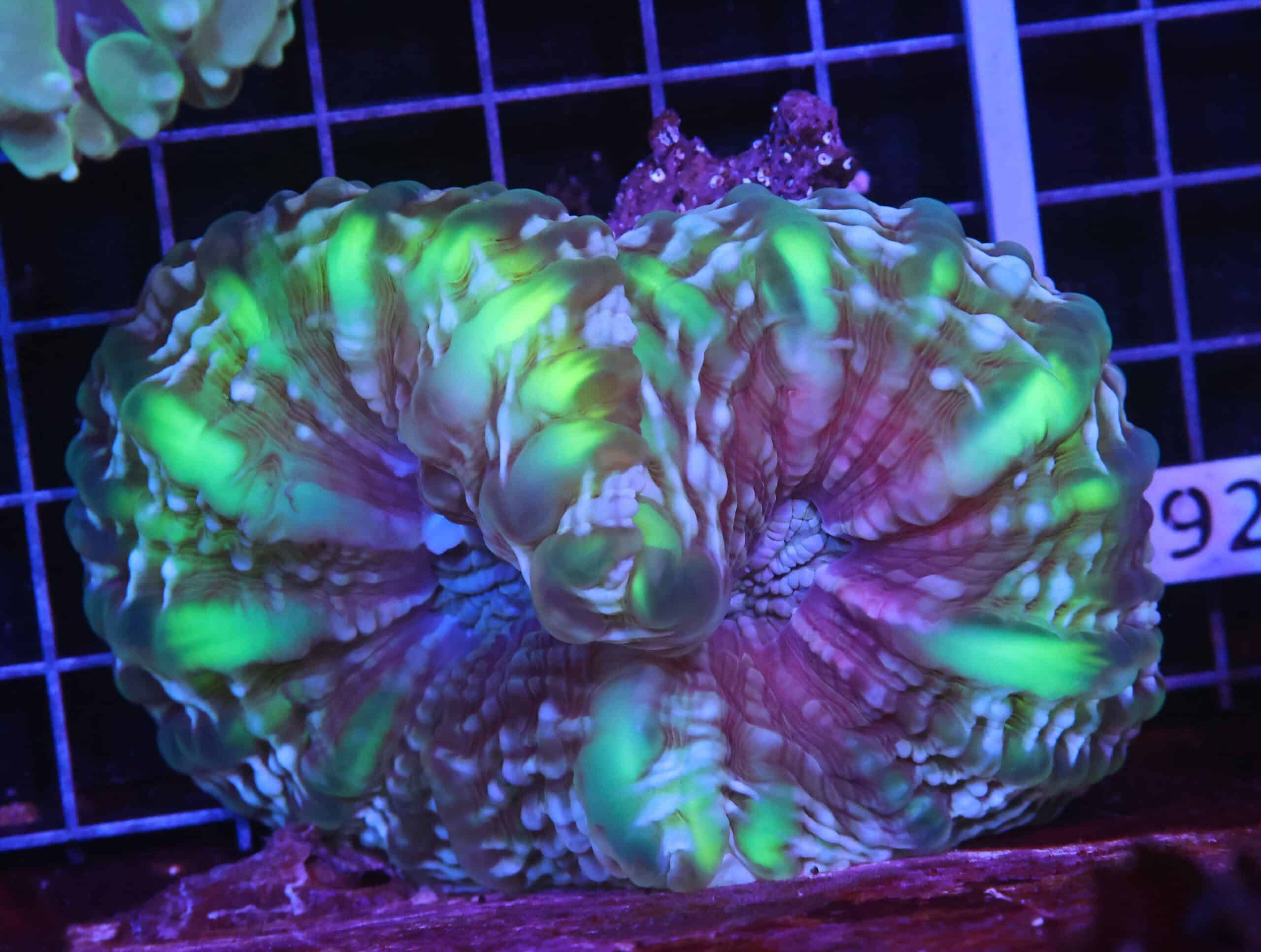 H91 - INDO JOKER CYNARINA