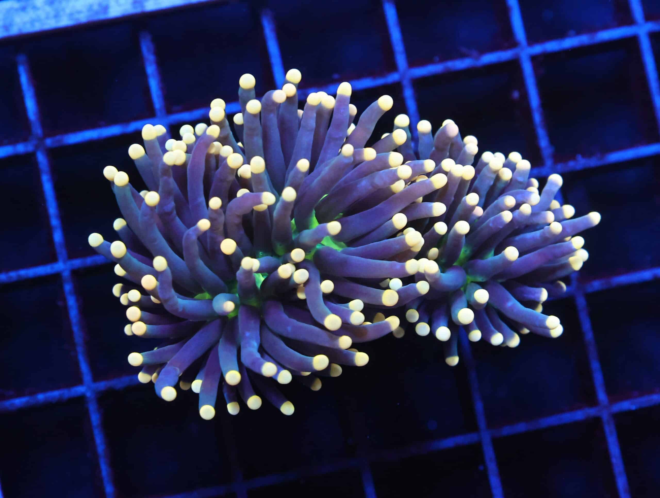 J03 - INDO TORCH BLACK LIGHT 2 HEAD