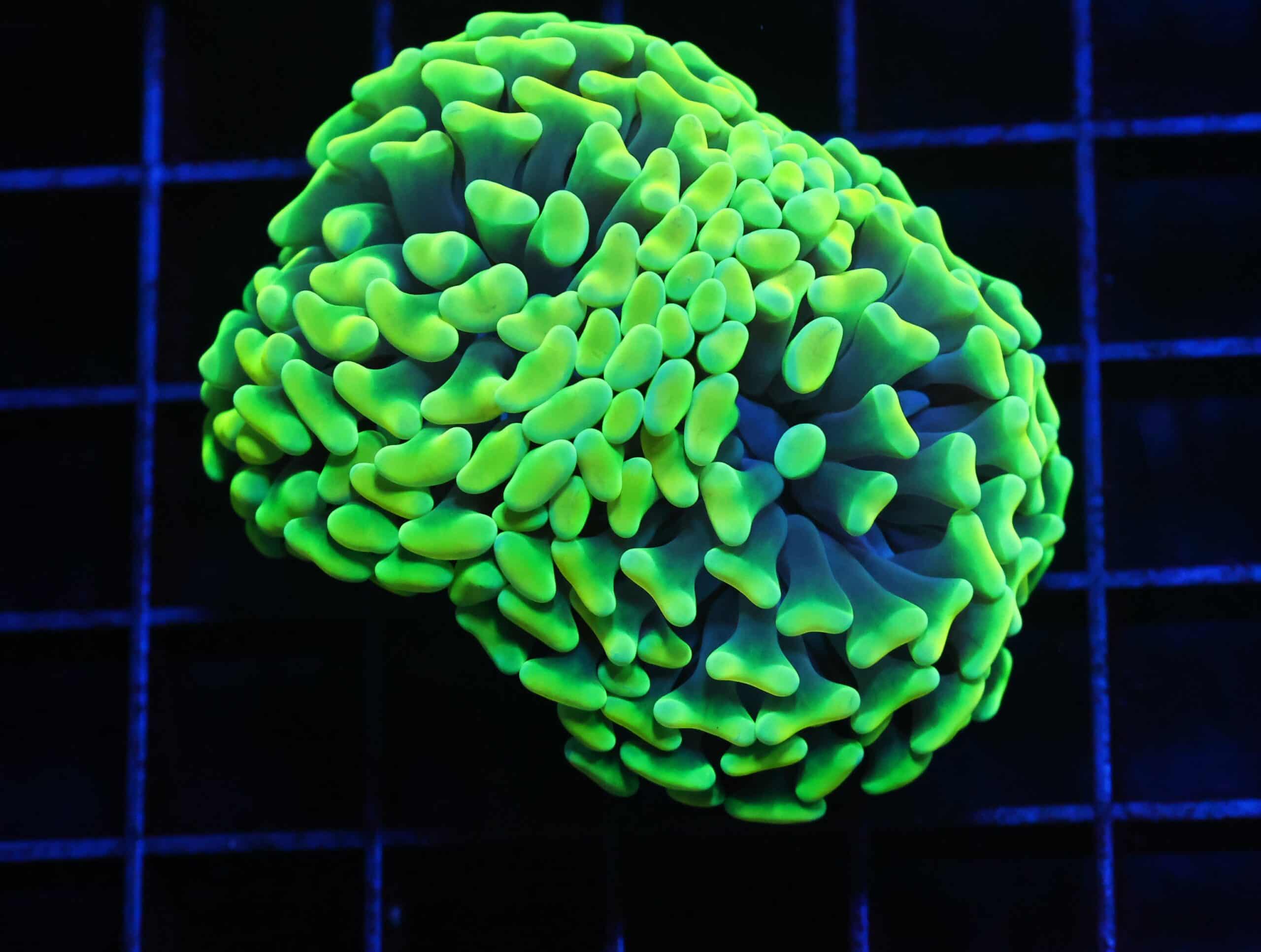 J06 - INDO HAMMER BRANCH NEON YELLOW 2 HEAD