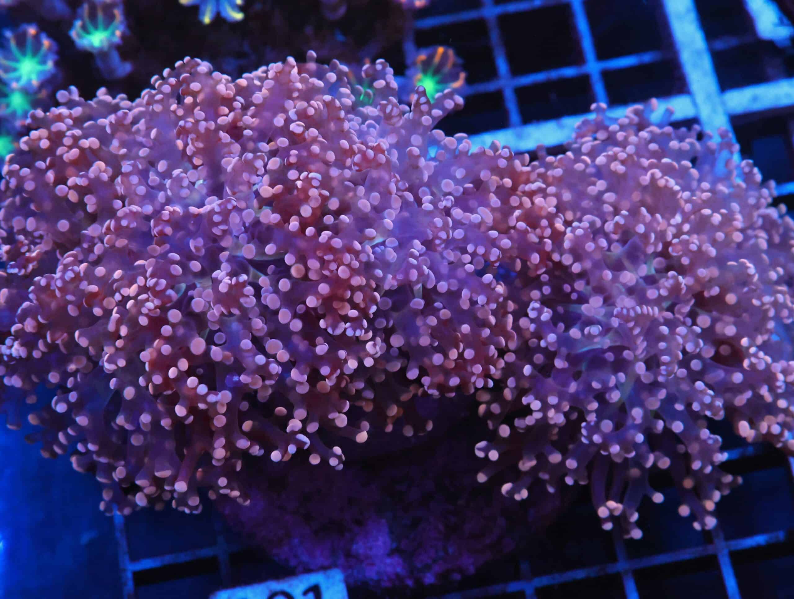 J101 - INDO FROGSPAW BRANCH PEACH 3 HEAD