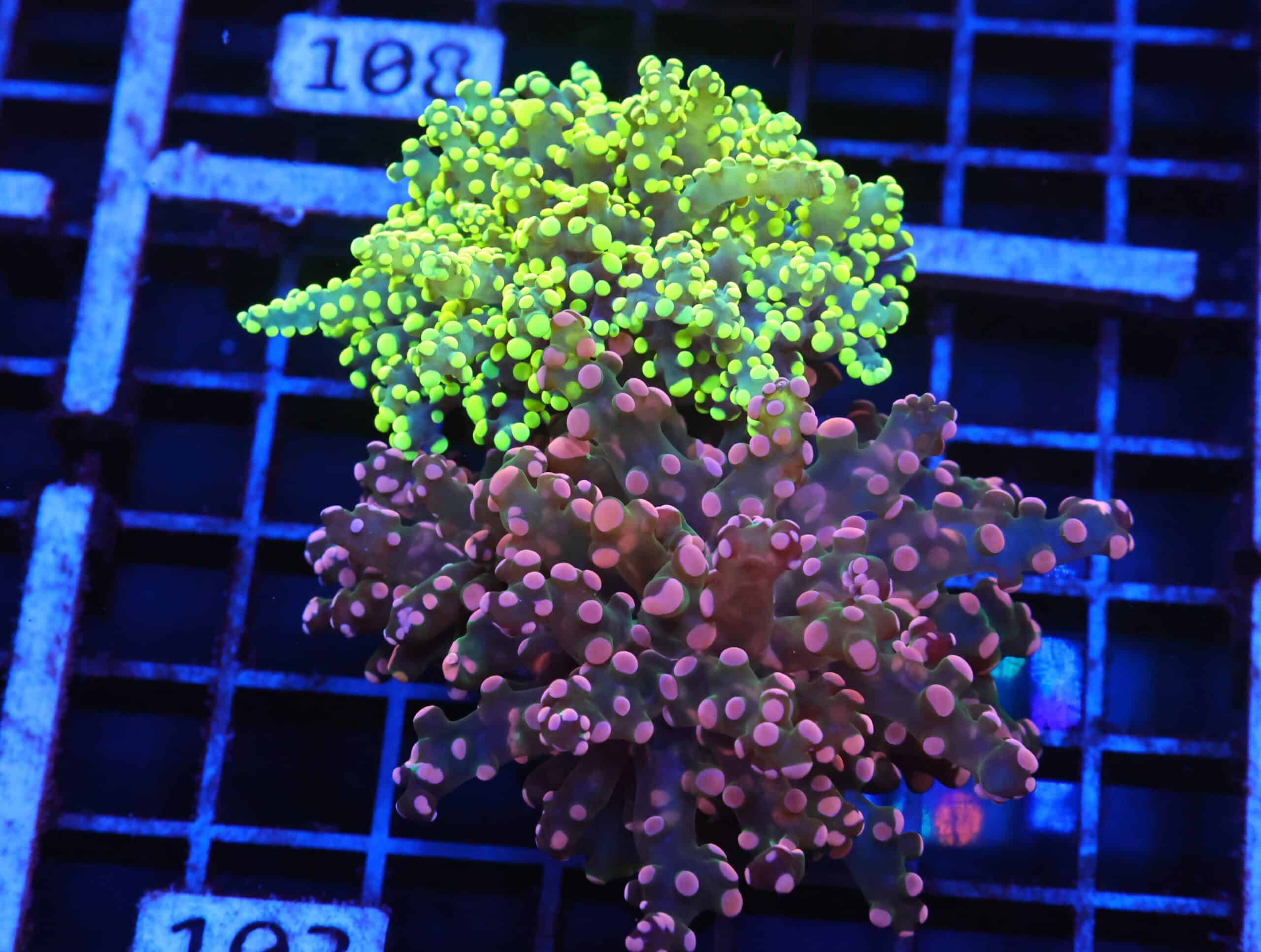 J103 - INDO FROGSPAWN BRANCH COMBO 3 HEAD