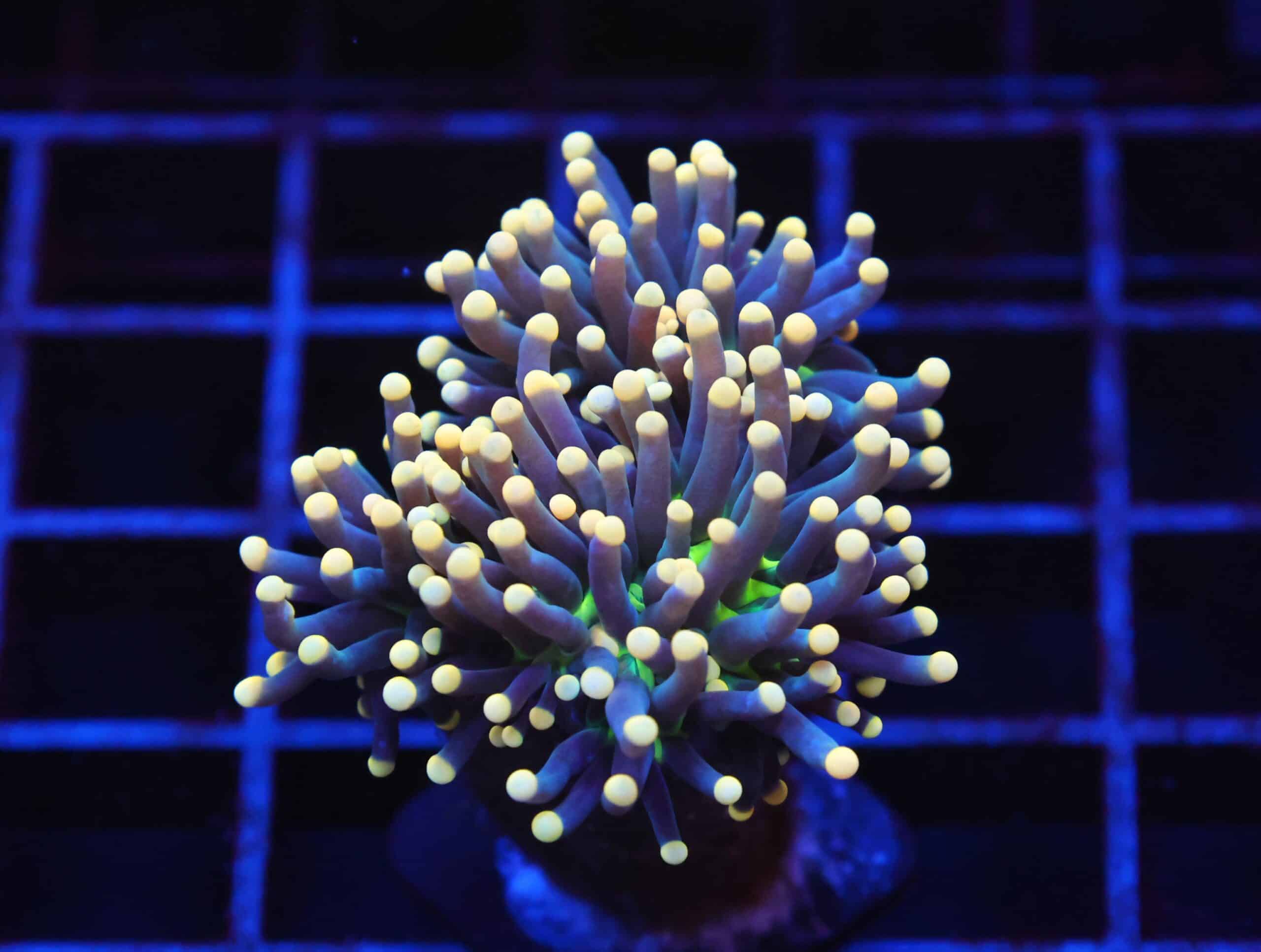 J113 - INDO TORCH BLACK LIGHT 2 HEAD