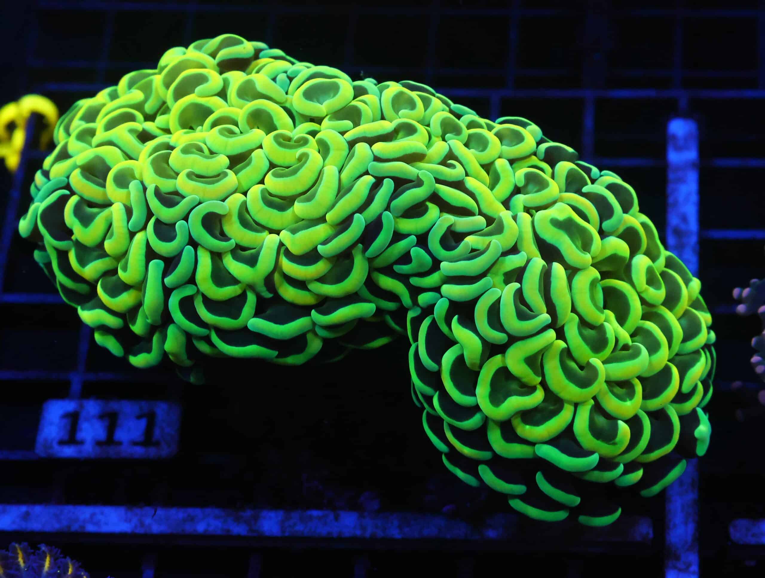 J111 - INDO HAMMER WALL GOLD