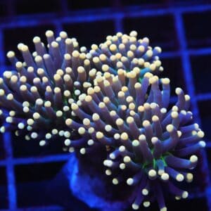 J114 - INDO TORCH BLACK LIGHT 3 HEAD